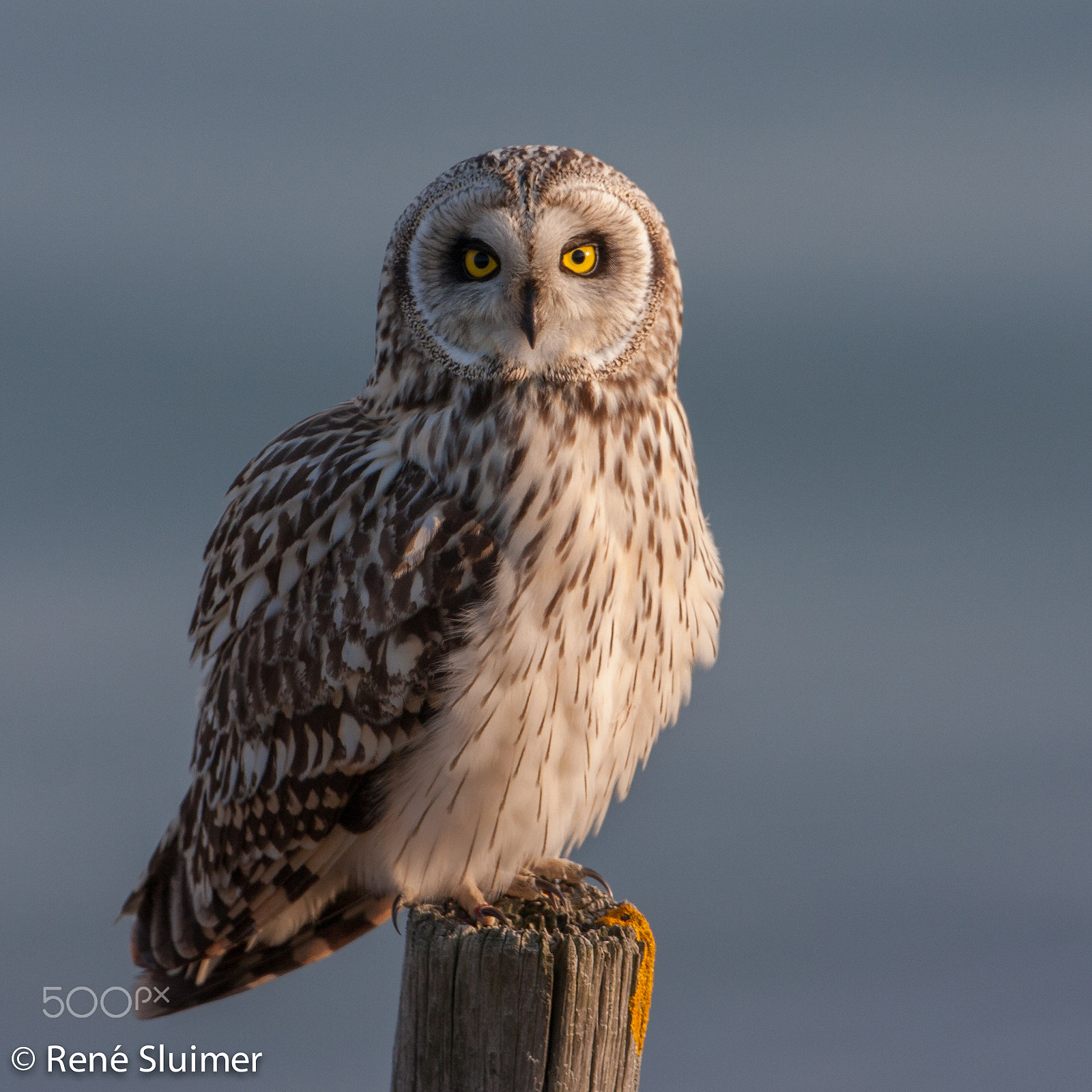 Canon EOS 40D + Canon EF 500mm F4L IS USM sample photo. Short eared owl photography