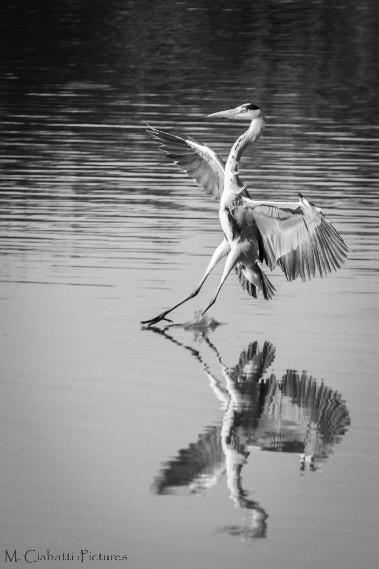Canon EOS-1D Mark III sample photo. Landing photography