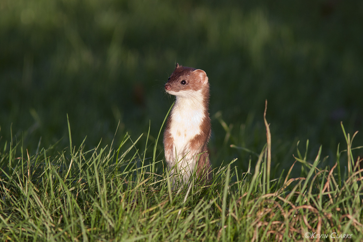 Canon EF 300mm F4L IS USM sample photo. Stoat 0748.jpg photography