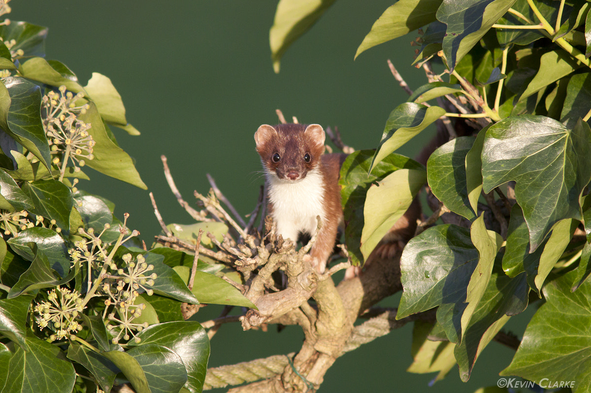 Canon EF 300mm F4L IS USM sample photo. Stoat 0739.jpg photography