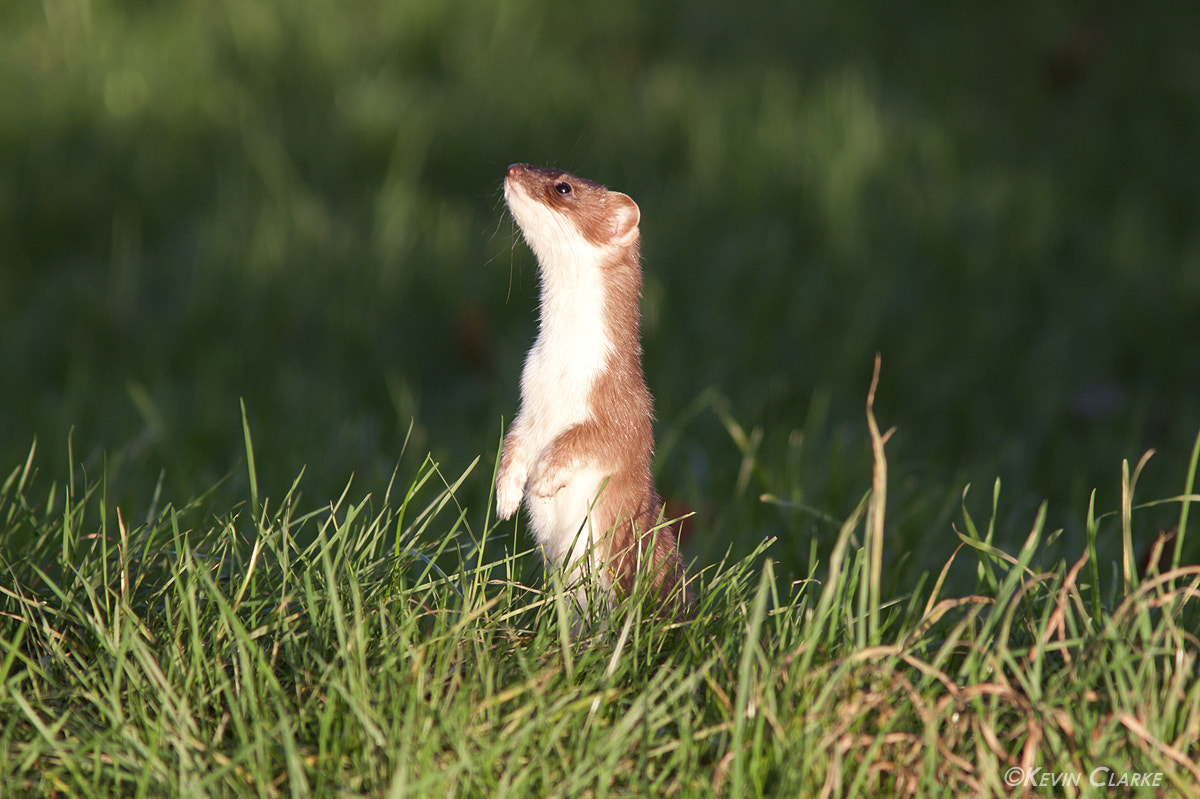 Canon EF 300mm F4L IS USM sample photo. Stoat 0762.jpg photography