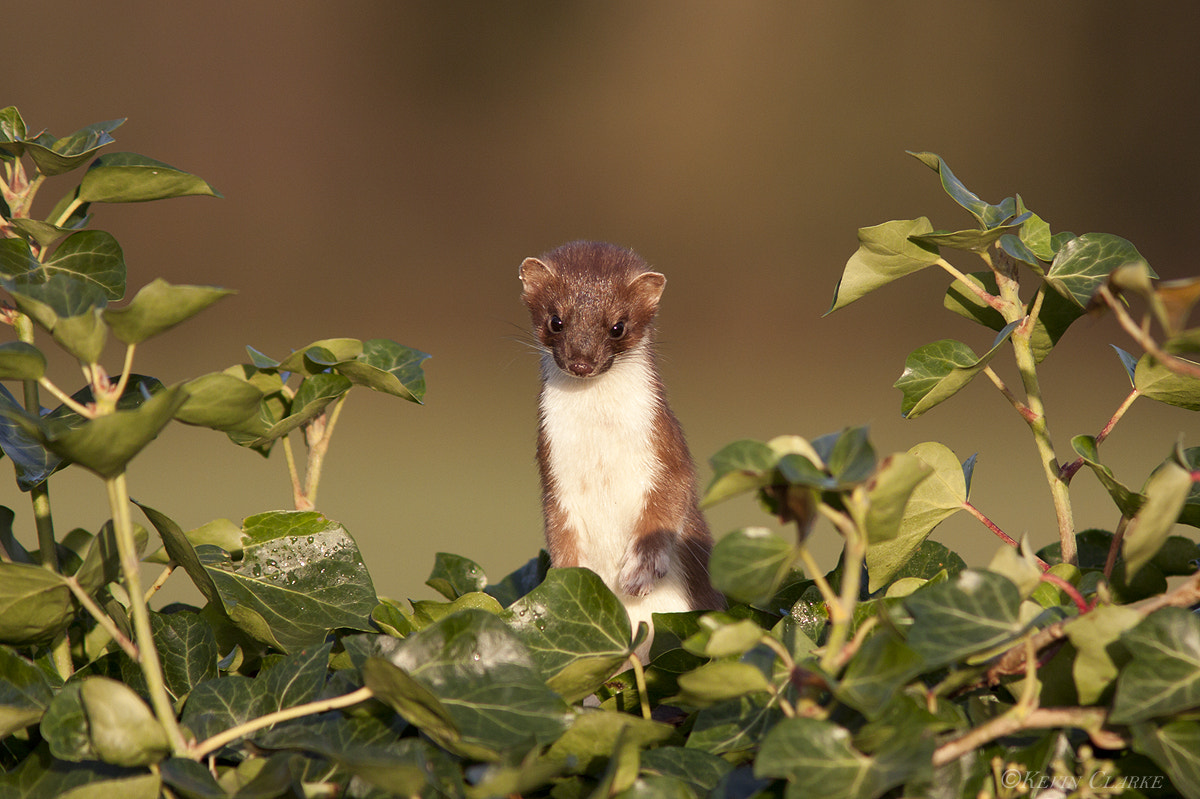 Canon EF 300mm F4L IS USM sample photo. Stoat 0790.jpg photography