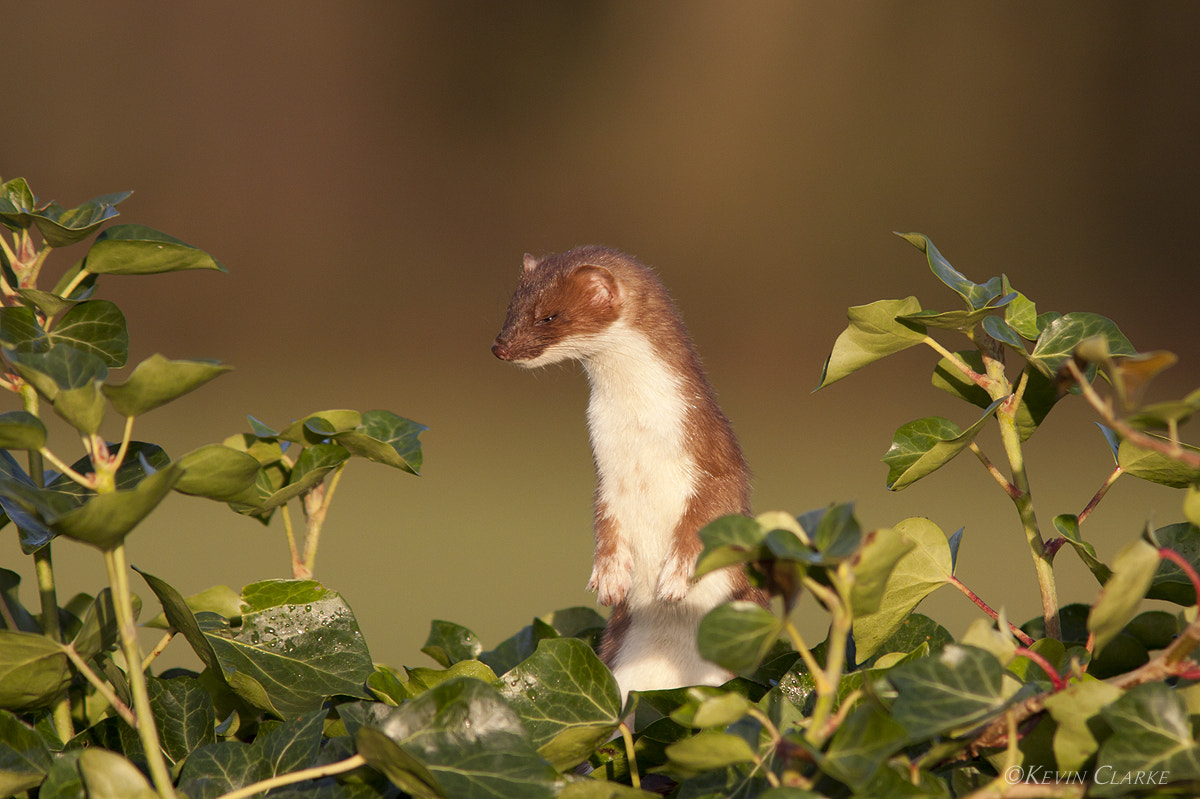 Canon EF 300mm F4L IS USM sample photo. Stoat 0781.jpg photography