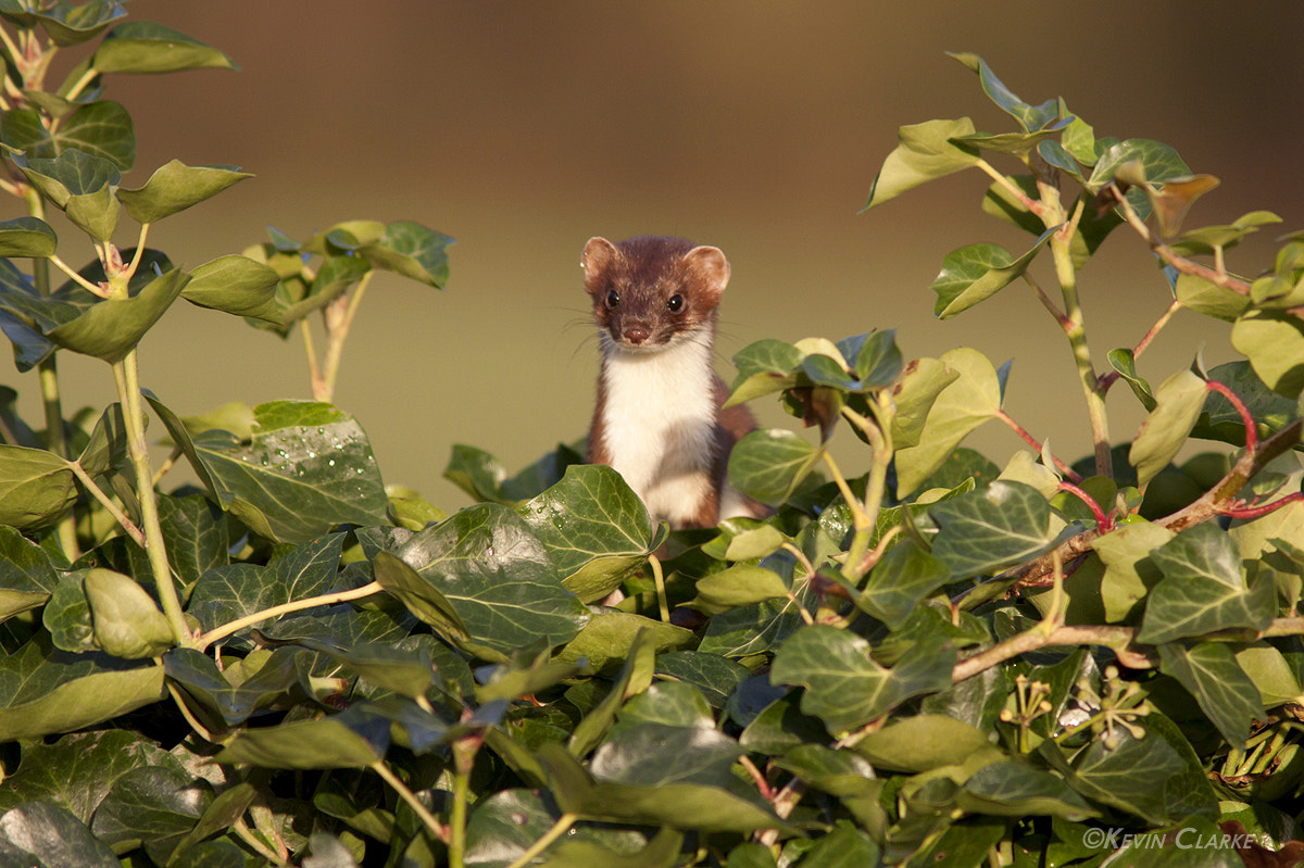 Canon EF 300mm F4L IS USM sample photo. Stoat 0767.jpg photography