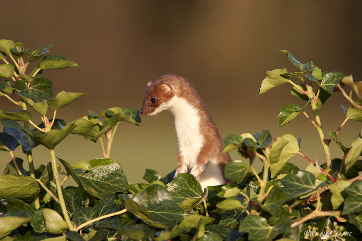 Canon EF 300mm F4L IS USM sample photo. Stoat 0787.jpg photography