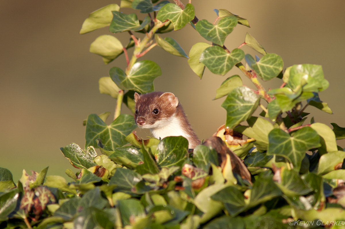 Canon EF 300mm F4L IS USM sample photo. Stoat 0801.jpg photography