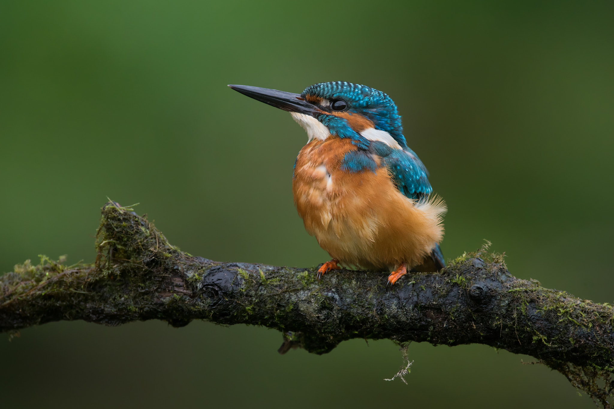 Sony 500mm F4 G SSM sample photo. Look at me photography