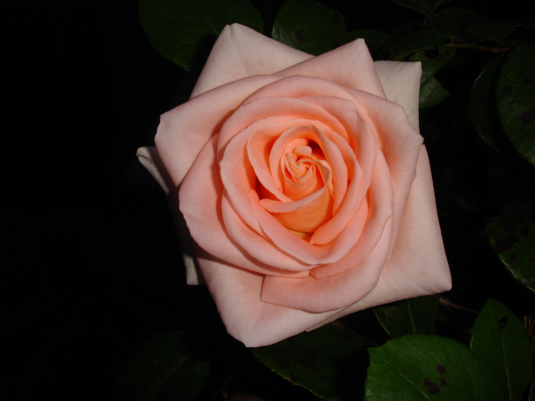 Sony DSC-P150 sample photo. Salmon color rose photography