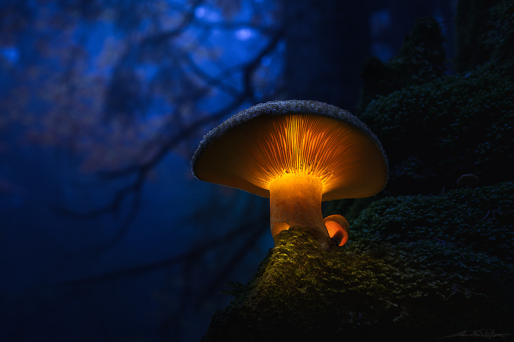 . : Mondpilz : . by Martin Pfister on 500px.com