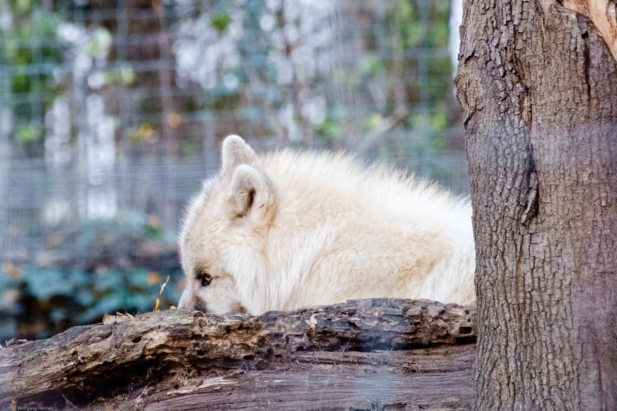 Fujifilm X-Pro1 + Fujifilm XC 50-230mm F4.5-6.7 OIS sample photo