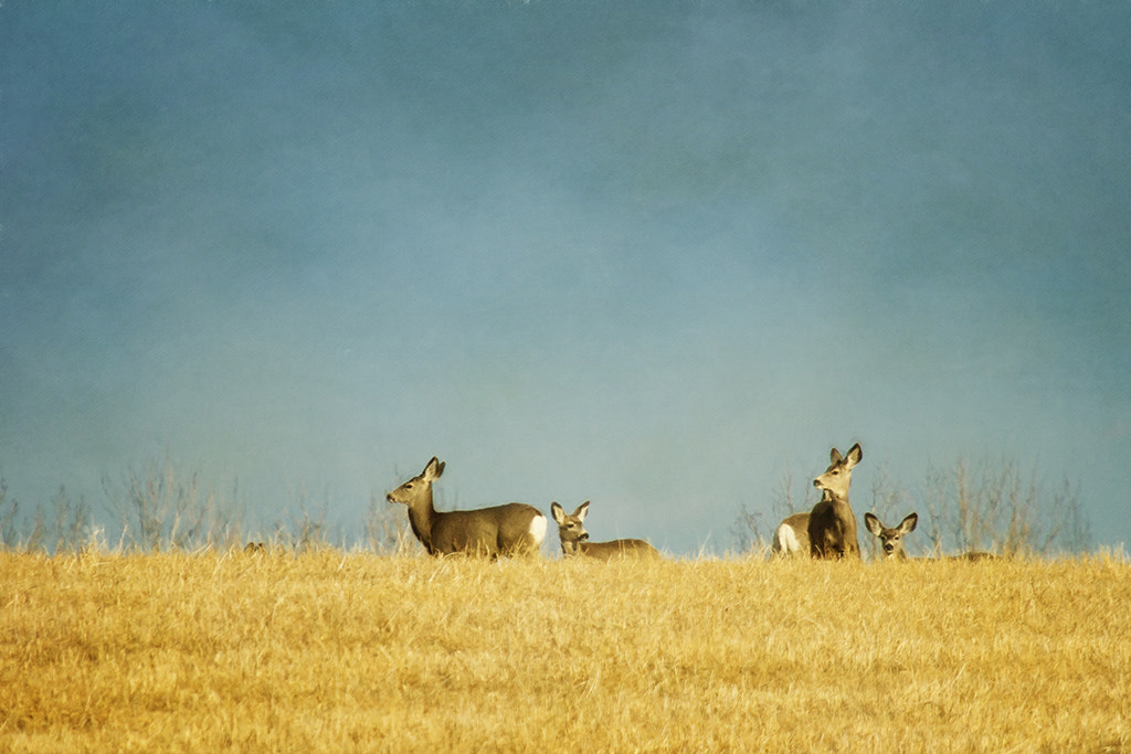 Canon EF 70-200mm F4L IS USM sample photo. Ridge deer photography