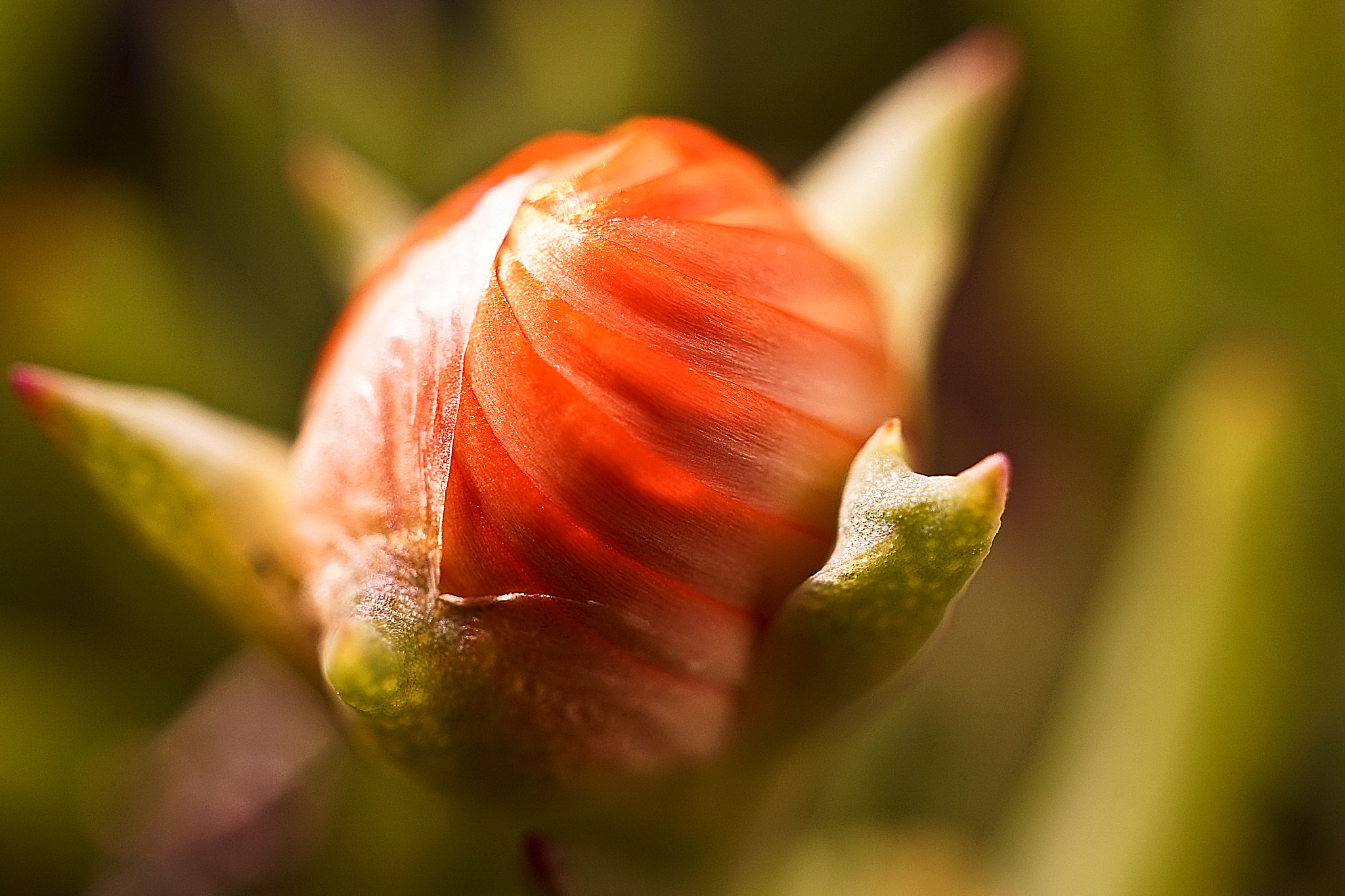 Sony a7 + Sony E 30mm F3.5 Macro sample photo. Coming... photography