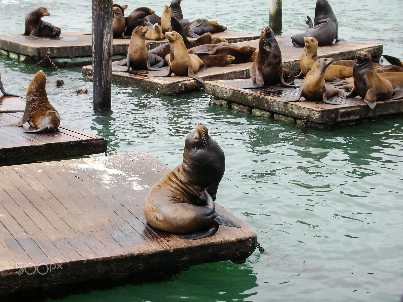 Nikon COOLPIX S3 sample photo. Sea lions basking on pier 39, san francisco photography