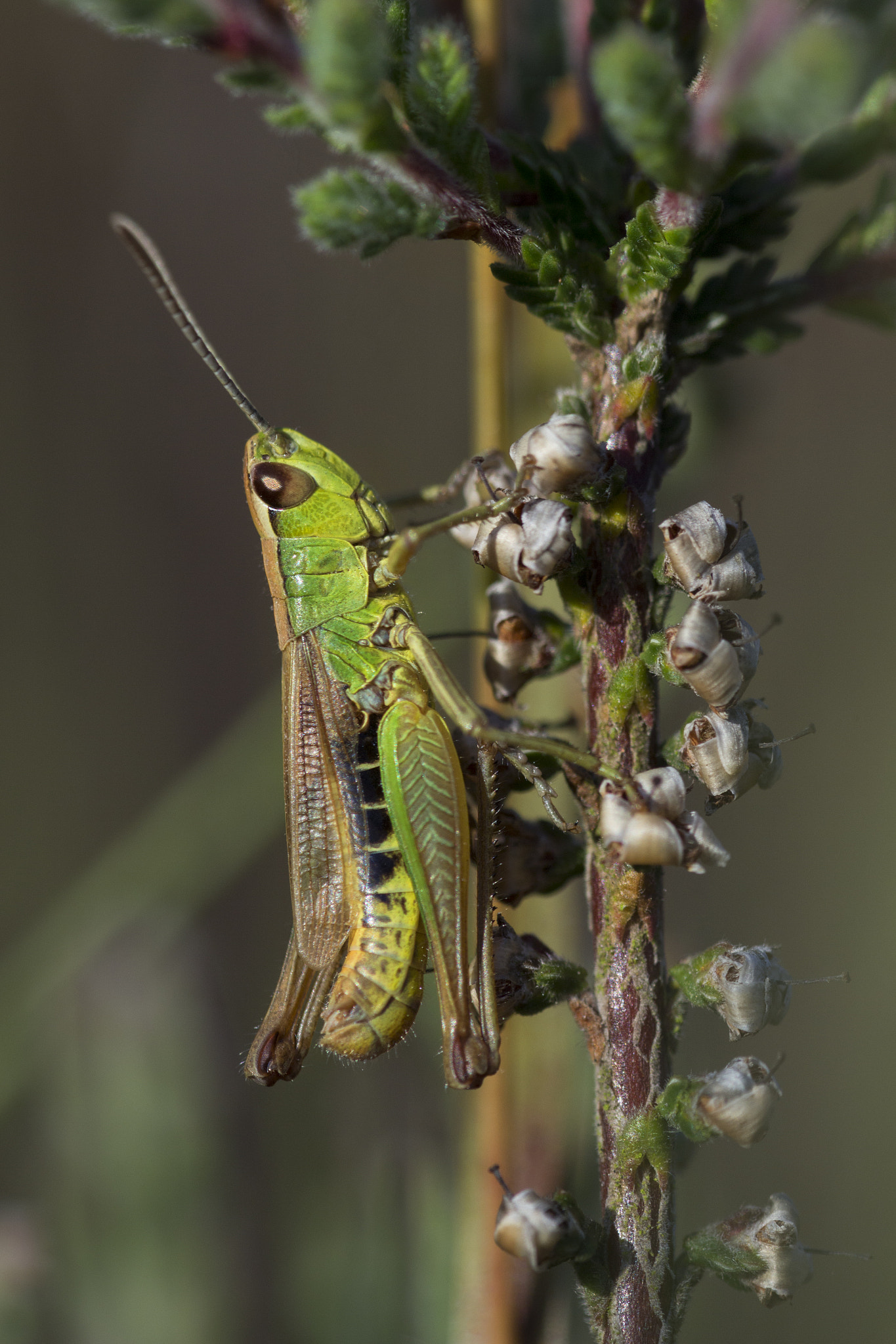 Canon EF 180mm F3.5L Macro USM sample photo. Howdy. photography