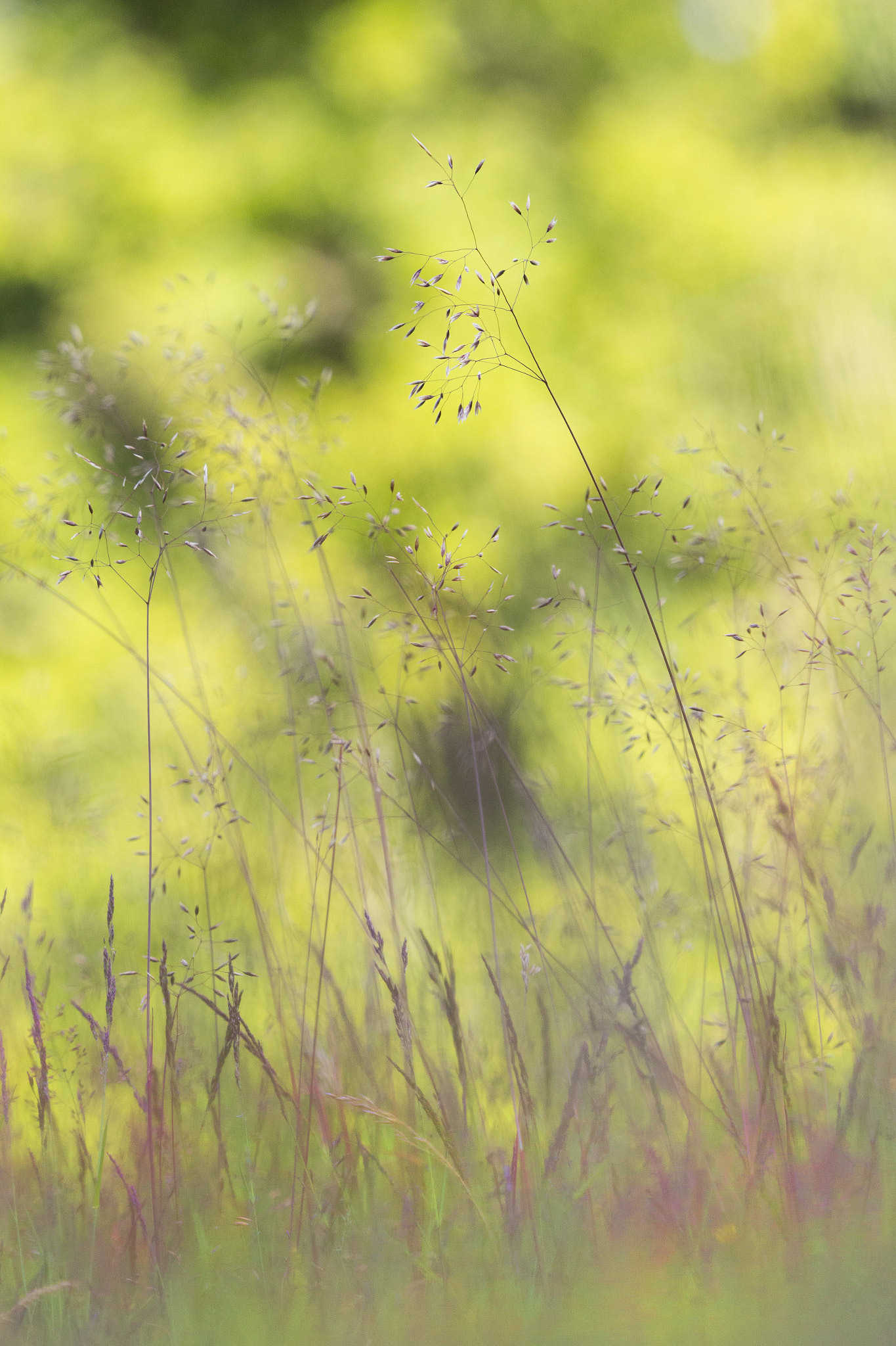 Canon EF 180mm F3.5L Macro USM sample photo. Summer days. photography