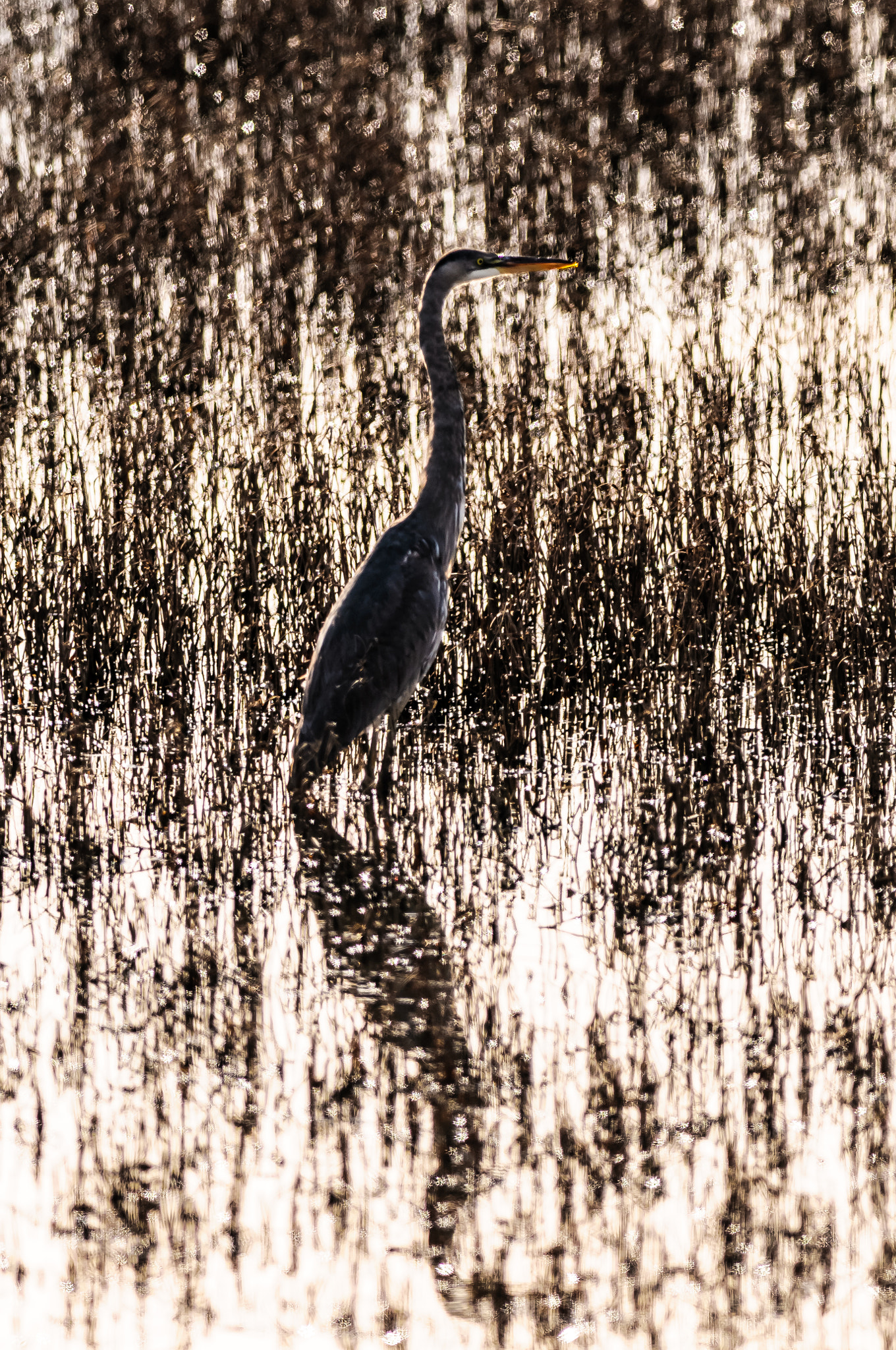 Nikon AF-S Nikkor 300mm F2.8G ED-IF VR sample photo. Blue heron bombay hook photography