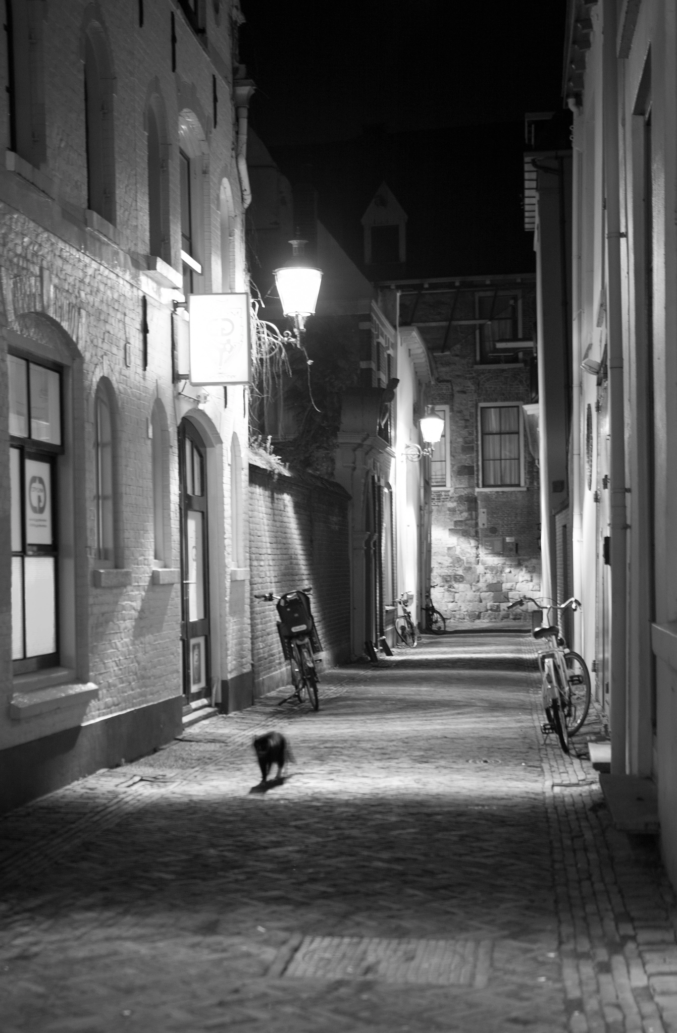 Sigma 18-35mm f/1.8 DC HSM sample photo. El gato photography