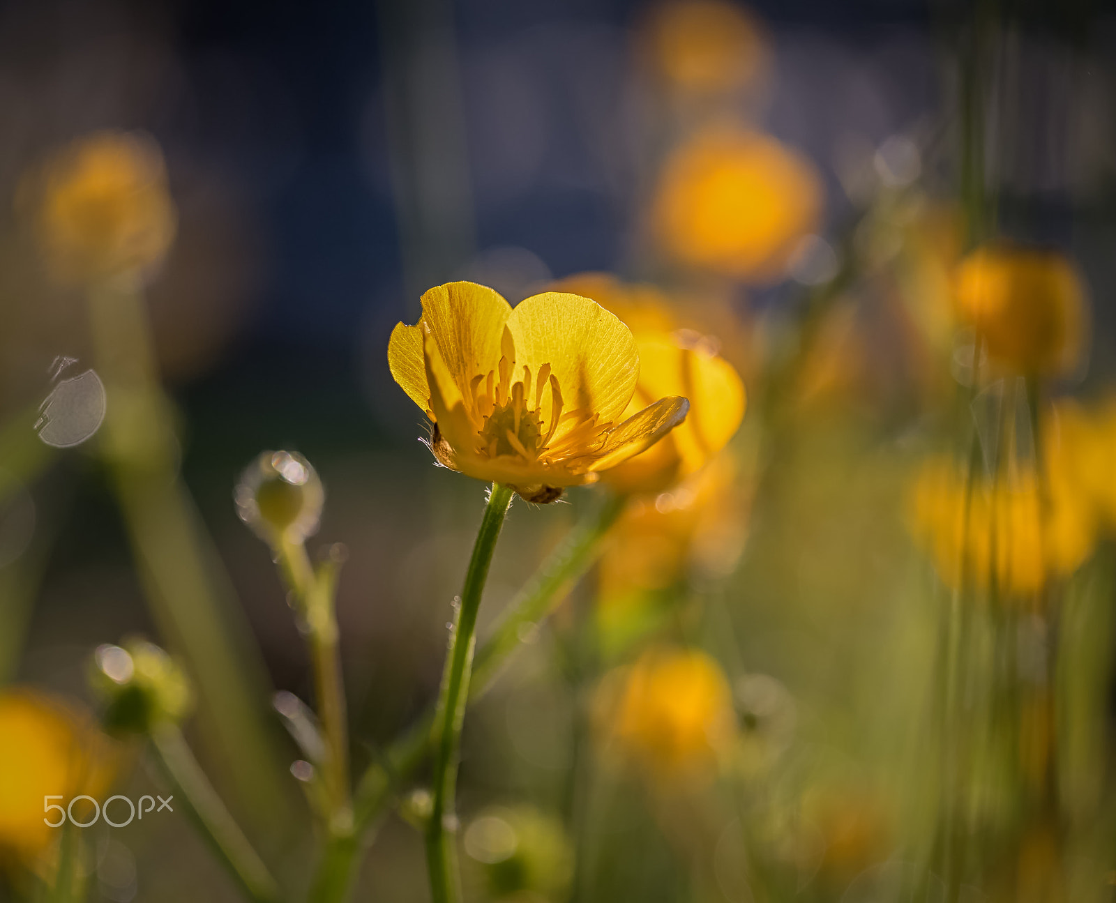 Panasonic Leica DG Macro-Elmarit 45mm F2.8 ASPH OIS sample photo. A paddock full of sunshine photography