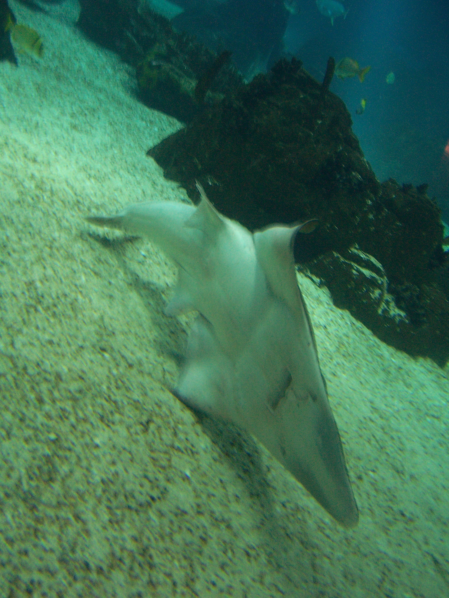 Kodak Z730 ZOOM DIGITAL CAMERA sample photo. Oceanário -lisboa photography