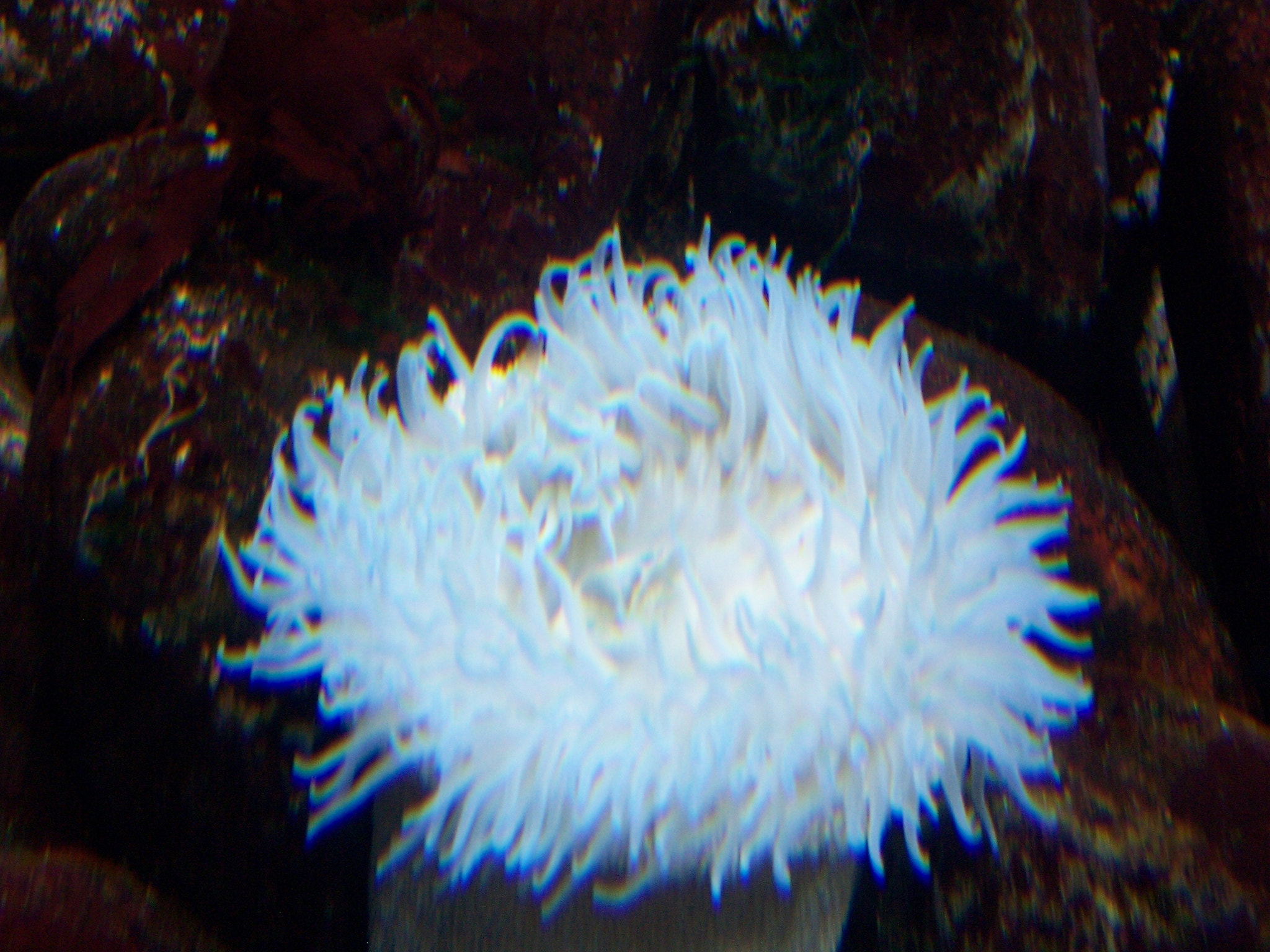 Kodak Z730 ZOOM DIGITAL CAMERA sample photo. Oceanário -lisboa photography