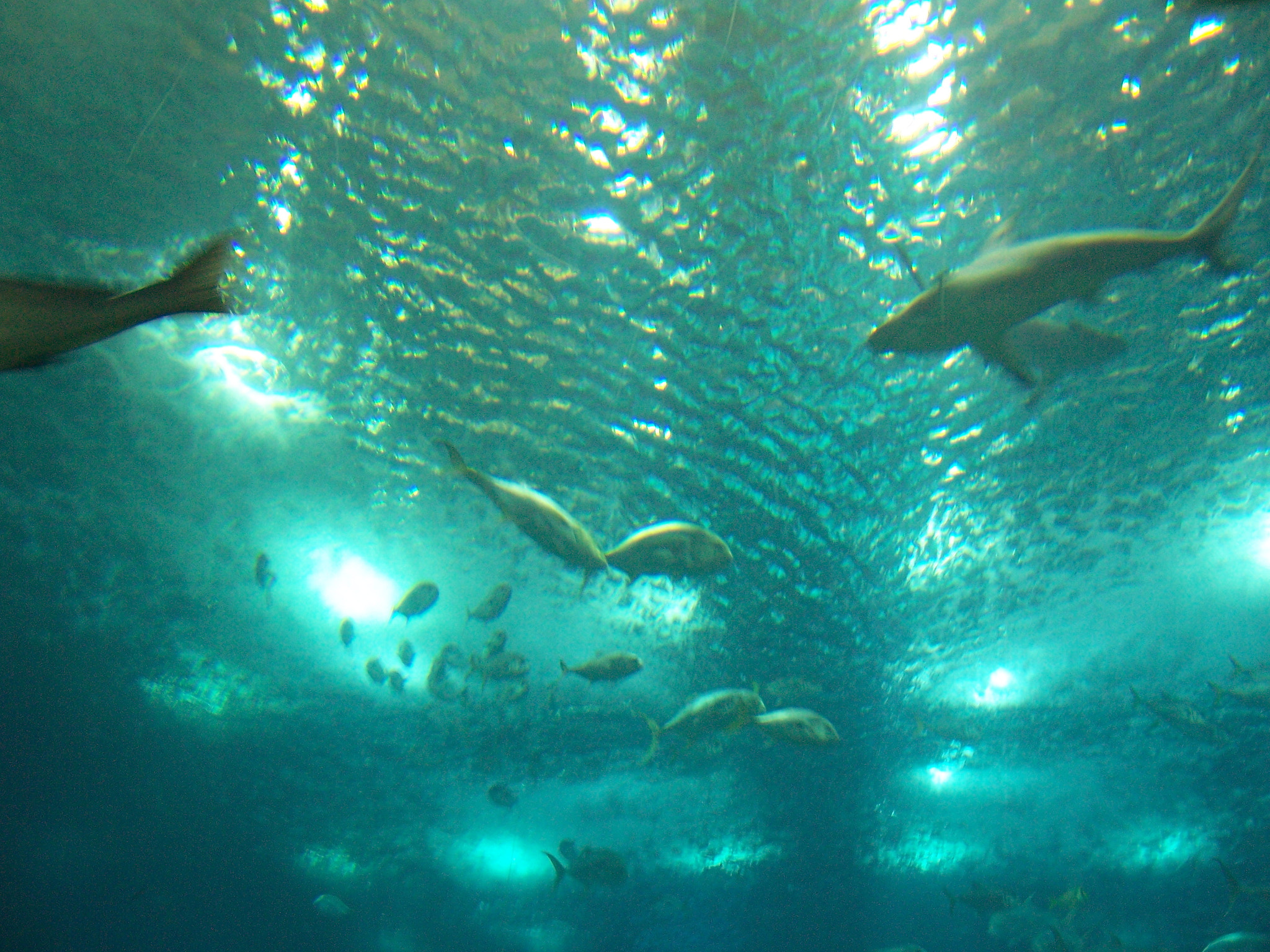 Kodak Z730 ZOOM DIGITAL CAMERA sample photo. Oceanário -lisboa photography