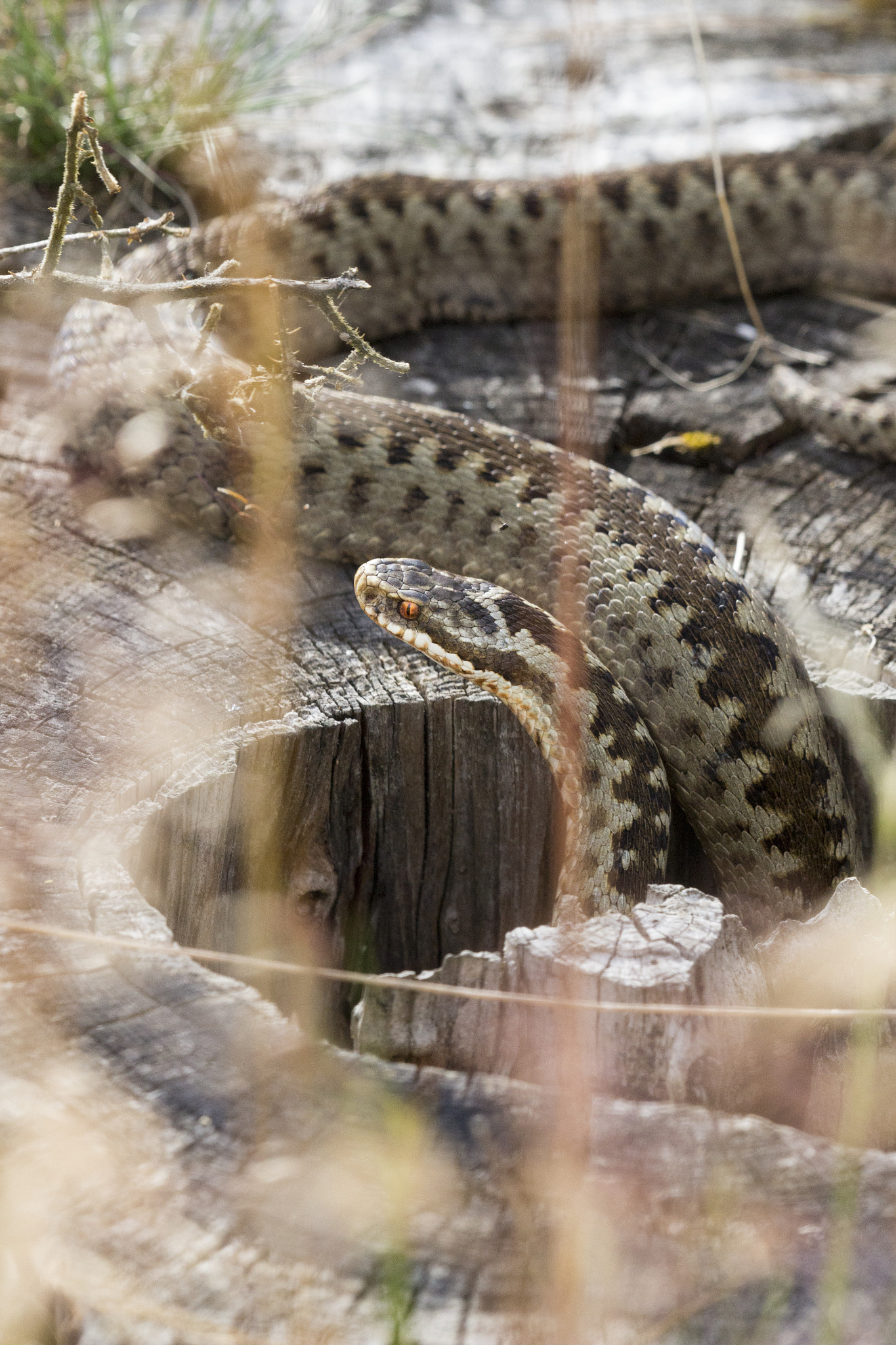Canon EF 180mm F3.5L Macro USM sample photo. Adder life. photography