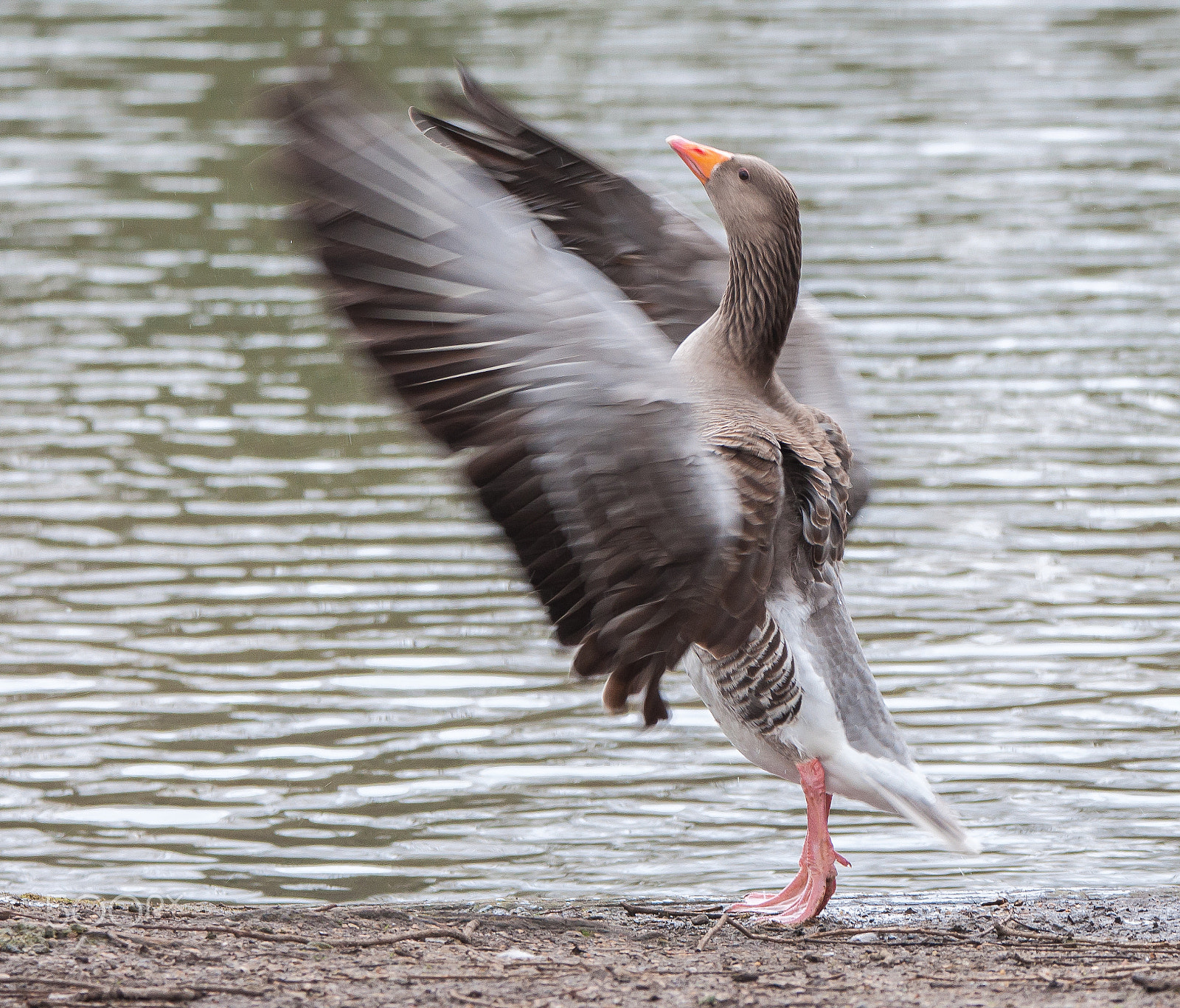 Nikon D90 + Tamron SP 150-600mm F5-6.3 Di VC USD sample photo. Standing on tiptoes - greylag goose photography