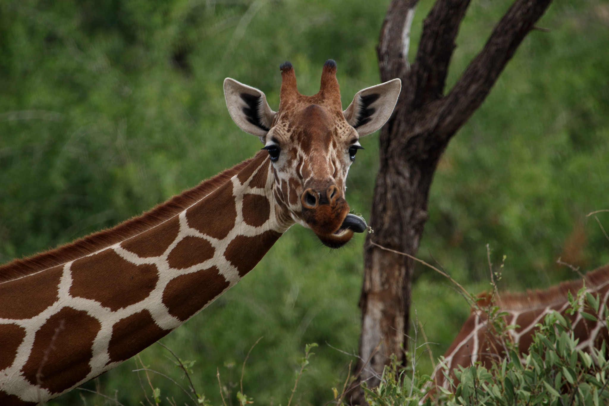 Canon EF 100-400mm F4.5-5.6L IS USM sample photo. Funny giraffe photography