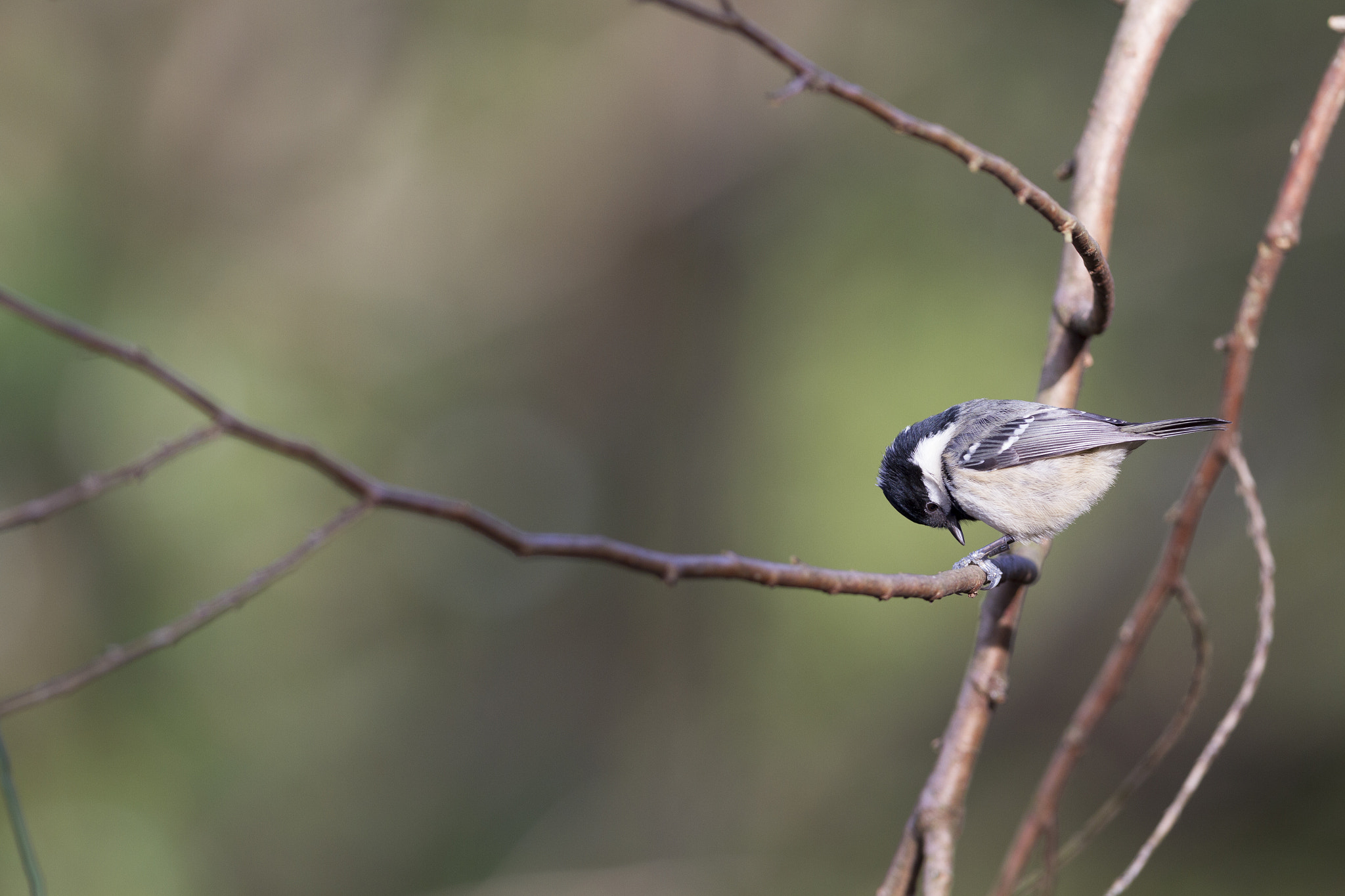 Canon EF 300mm F2.8L IS II USM sample photo. Are they my feet? photography