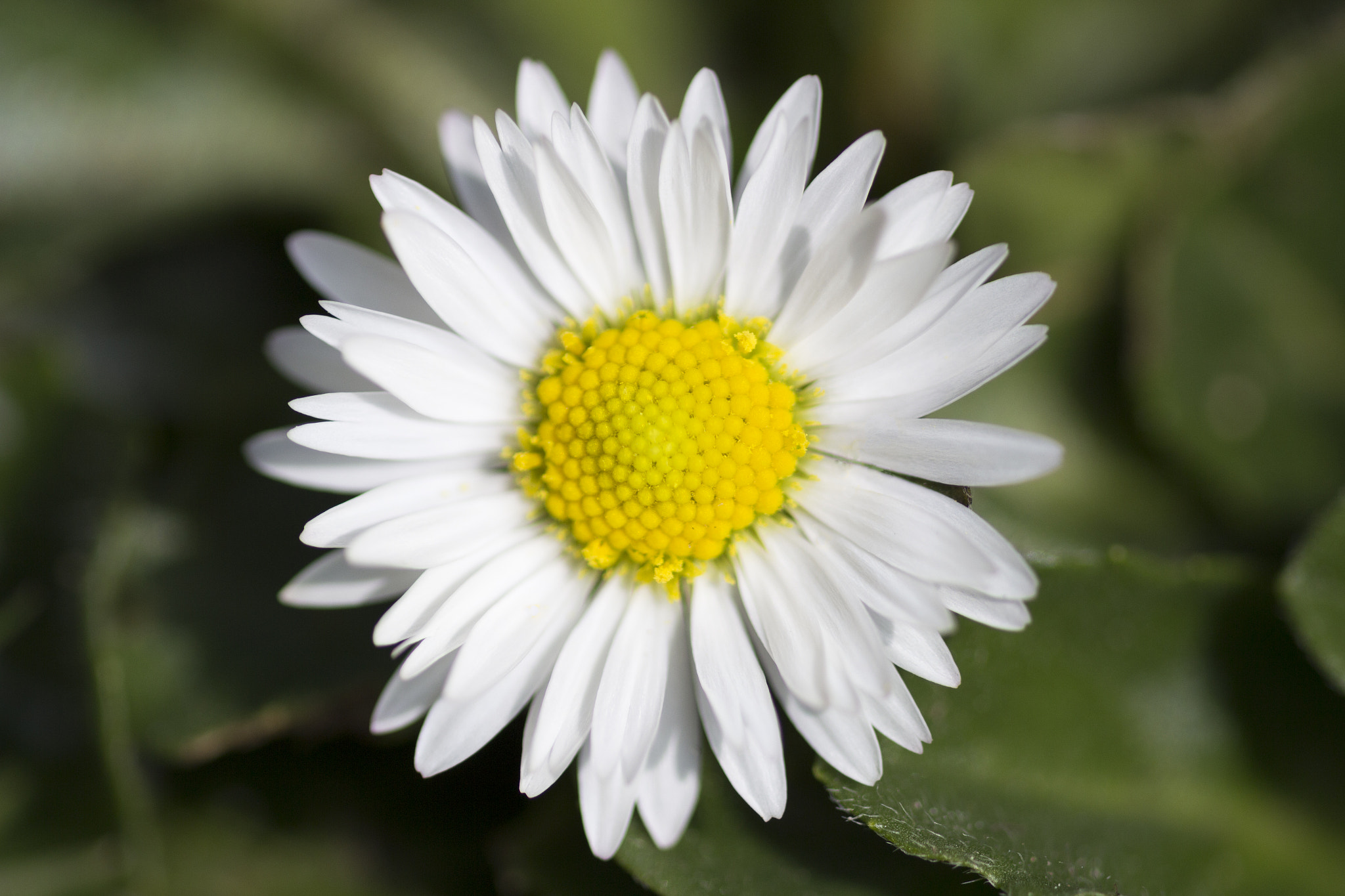 Canon EF 180mm F3.5L Macro USM sample photo. Simple beauty. photography
