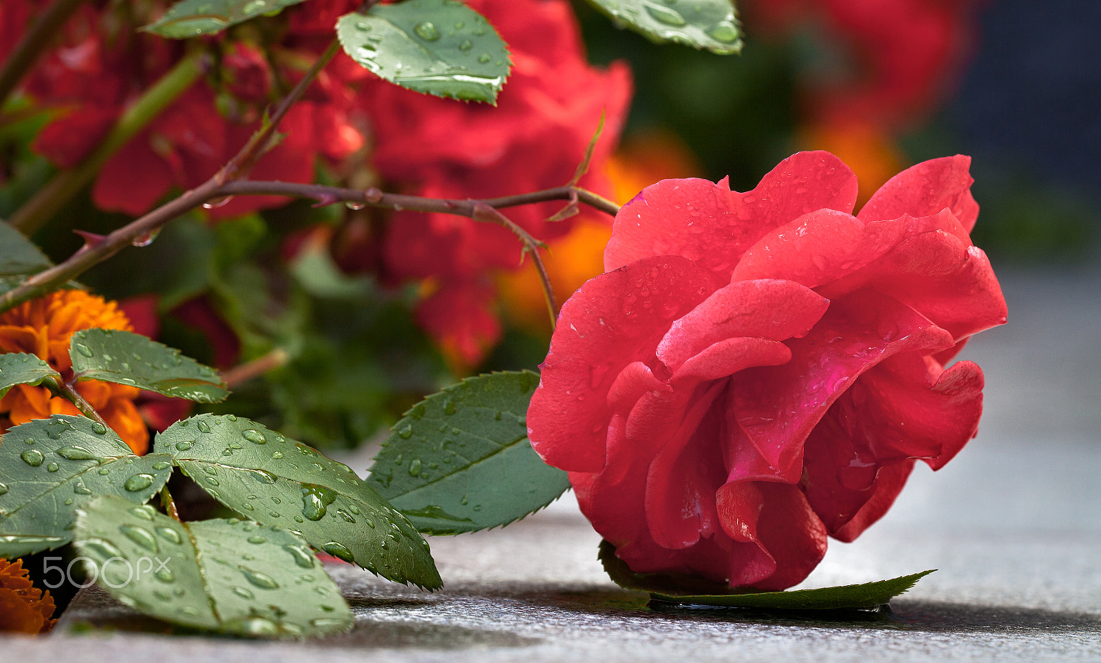 Sigma 150mm f/2.8 EX DG OS HSM APO Macro sample photo. Wet rose photography