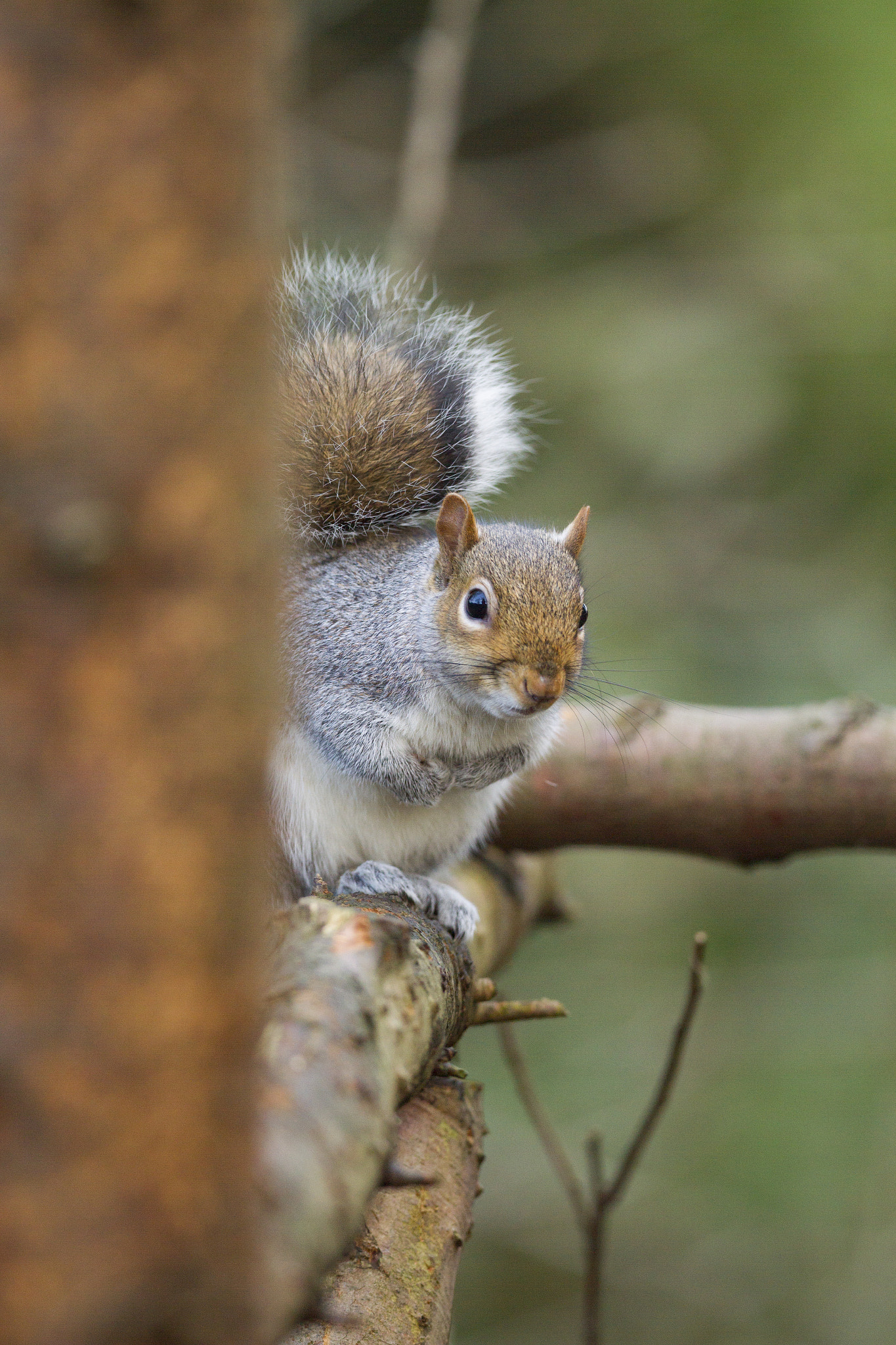 Canon EF 300mm F2.8L IS II USM sample photo. Peak a boo. photography