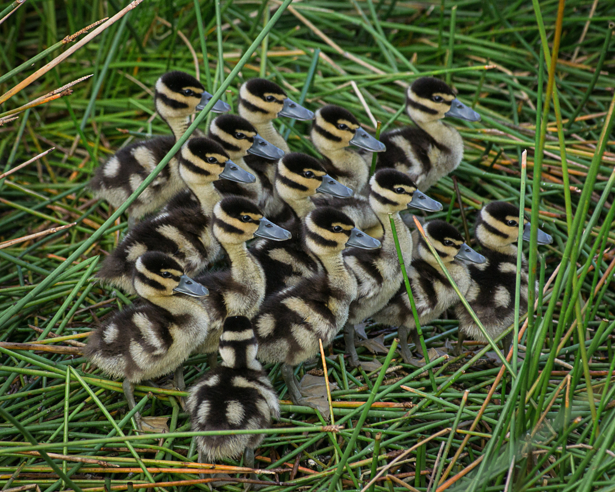 Minolta AF 100-400mm F4.5-6.7 APO sample photo. Ducklings photography