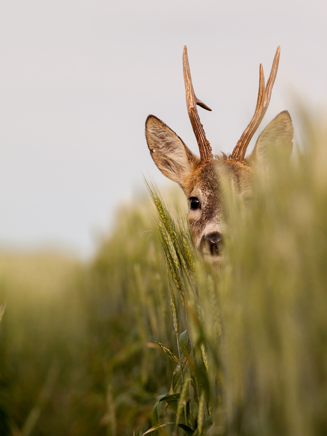 Canon EOS 50D + Canon EF 300mm F4L IS USM sample photo. Curious roe buck photography