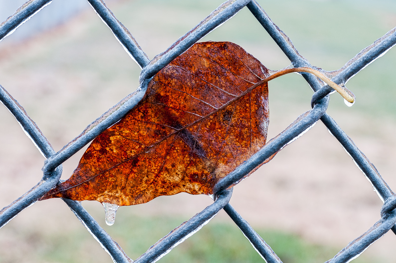 Nikon D300S + Sigma 70mm F2.8 EX DG Macro sample photo. Frozen prison photography