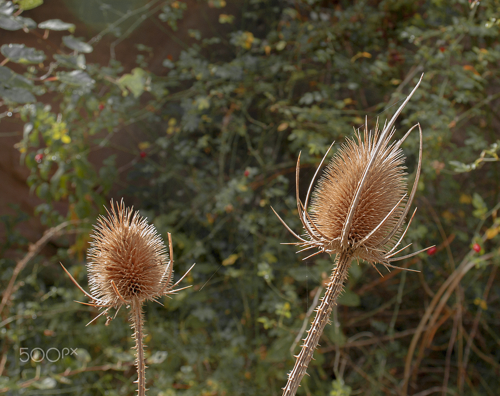 Olympus E-600 (EVOLT E-600) + OLYMPUS 14-42mm Lens sample photo. Cactus de albarracin photography