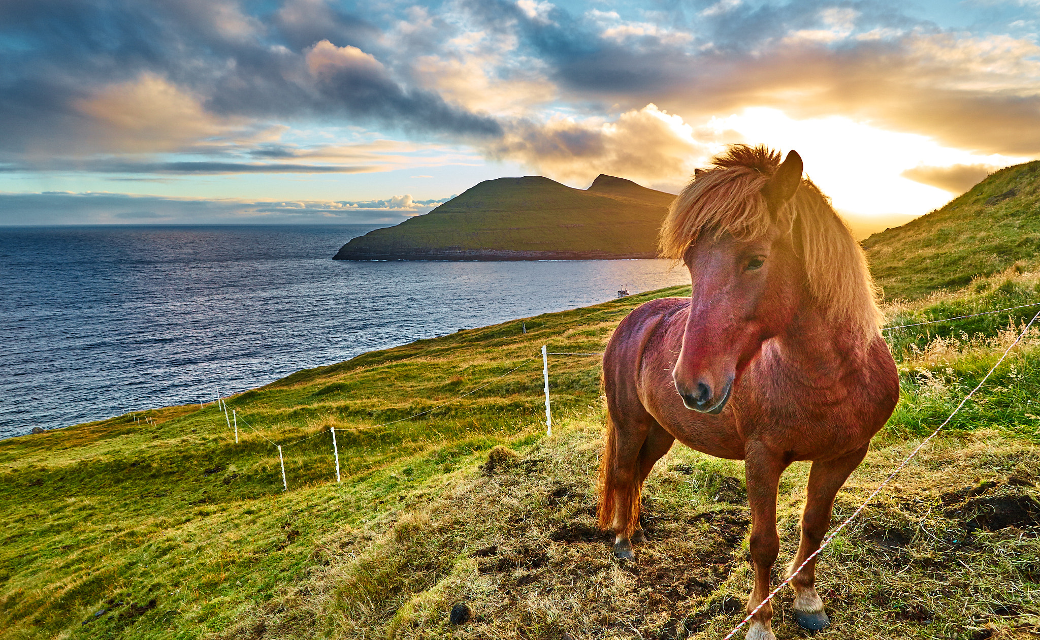 Sony a7 + FE 21mm F2.8 sample photo. Faroe's horse photography