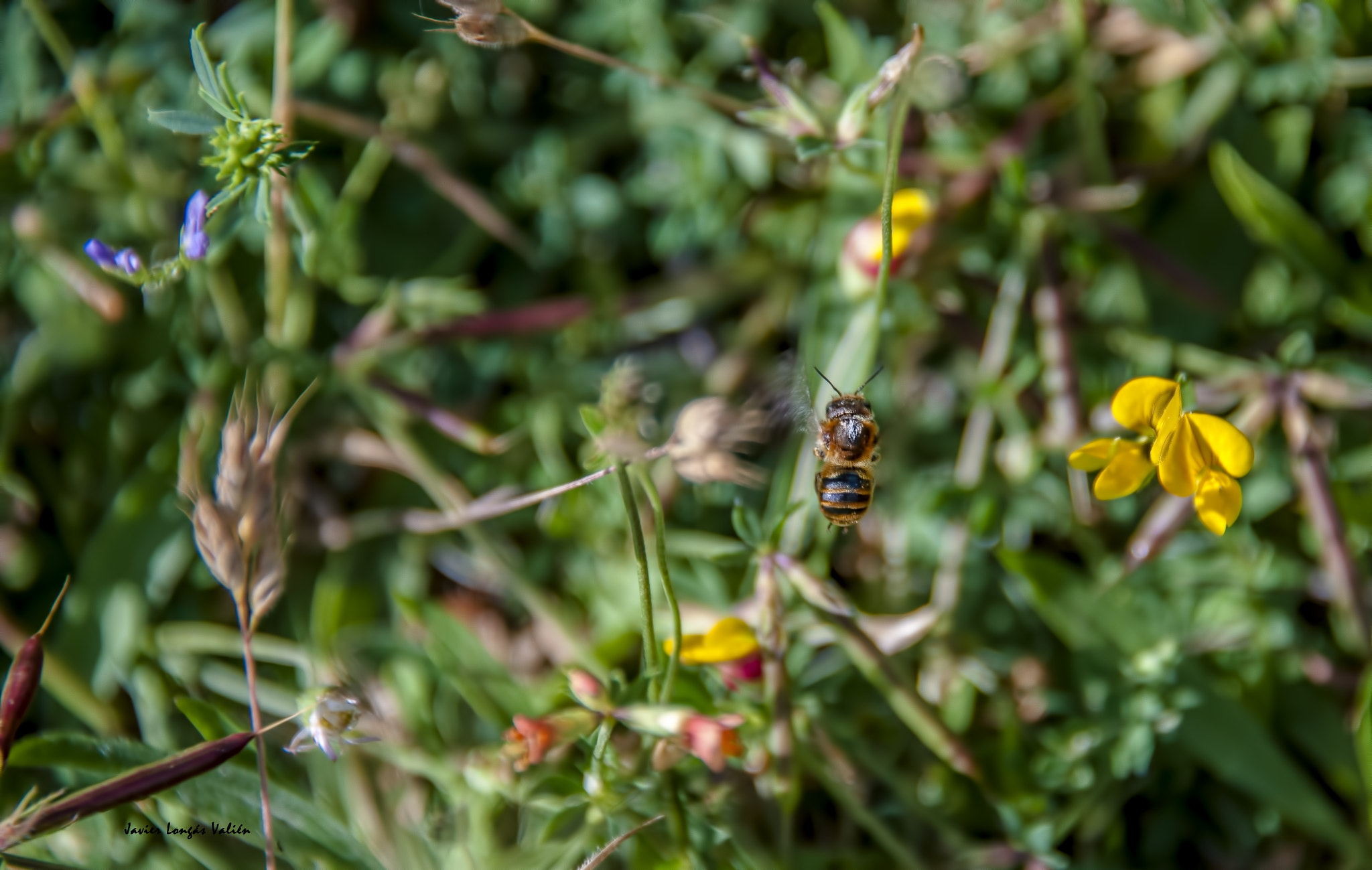 Nikon D3X sample photo. Fly photography