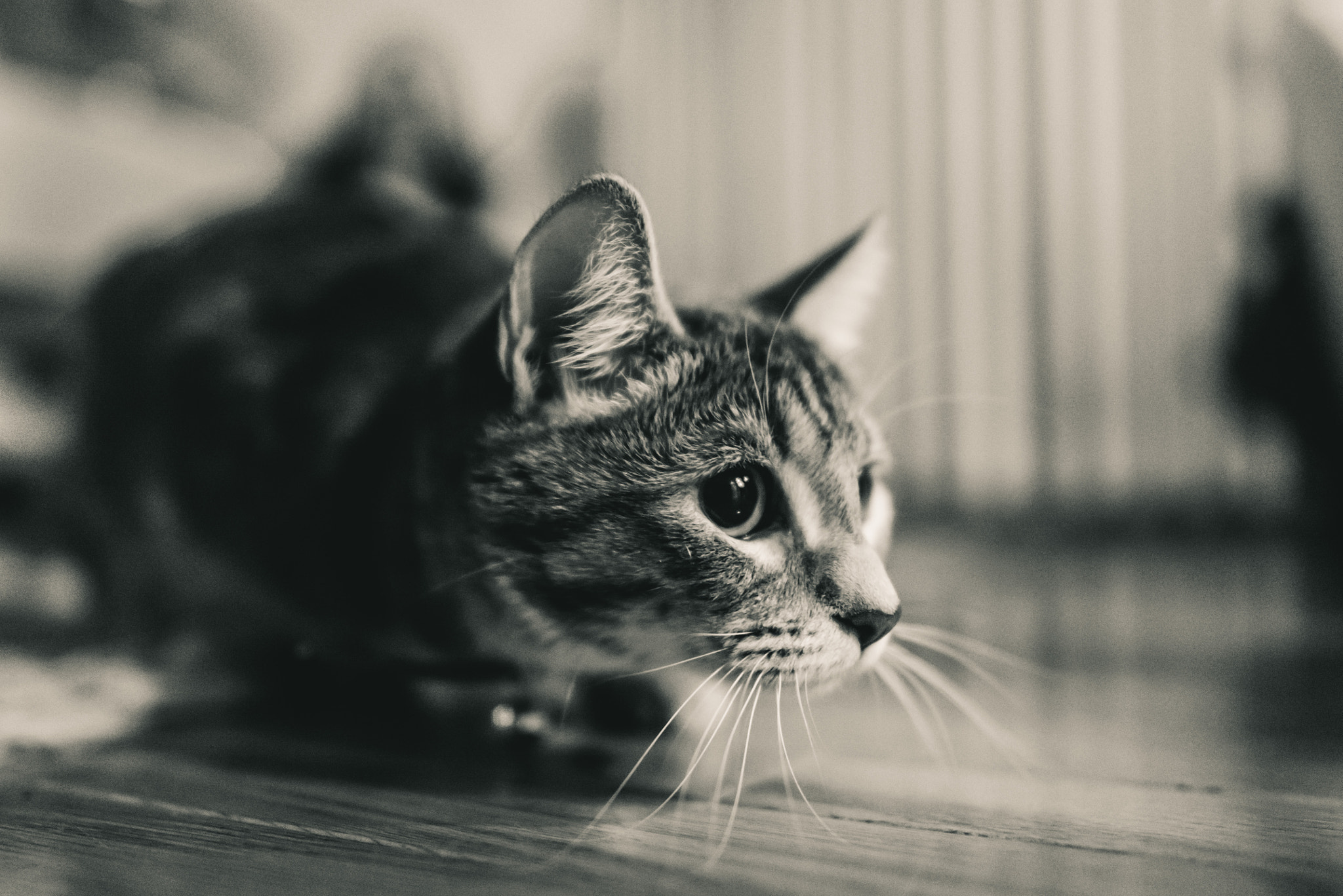 Nikon D600 + Nikon AF-S Nikkor 24mm F1.4G ED sample photo. Ellie about to pounce photography