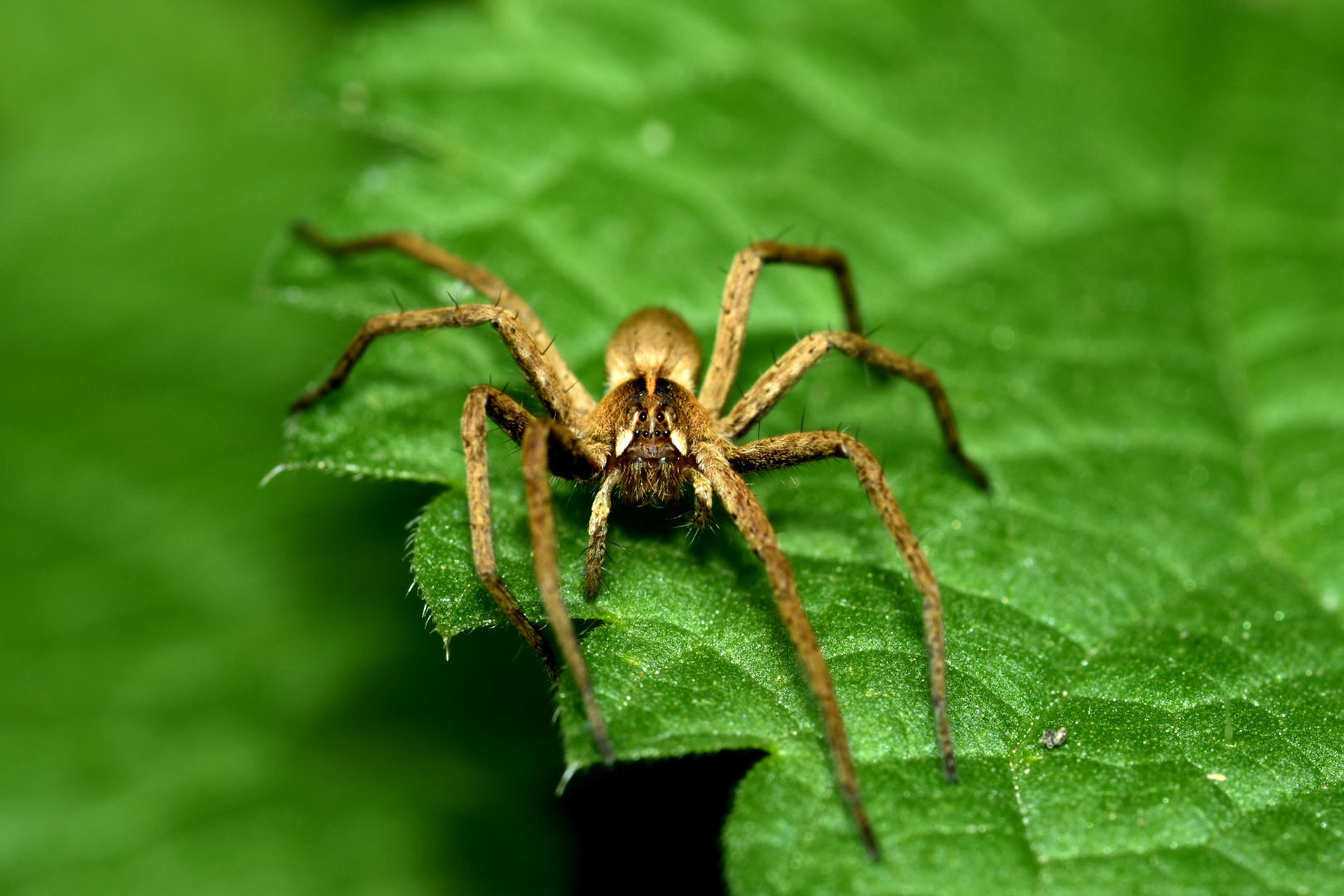 Nikon D7200 + Sigma 105mm F2.8 EX DG Macro sample photo. Spider photography