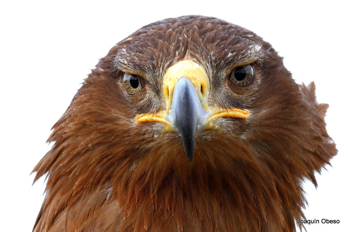 Canon EF 500mm F4L IS II USM sample photo