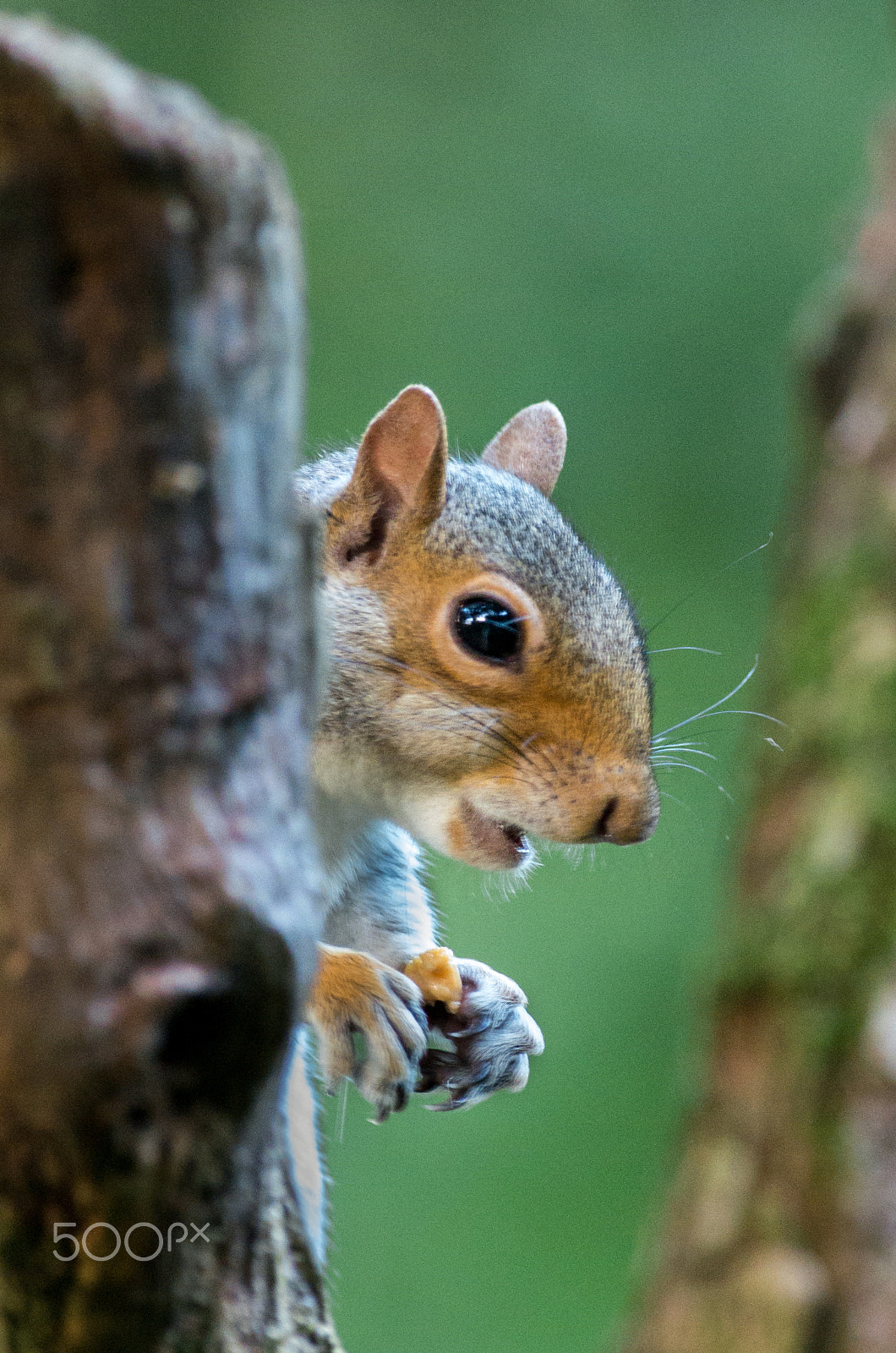 Pentax smc DA* 300mm F4.0 ED (IF) SDM sample photo. Full of joy (and nuts) photography
