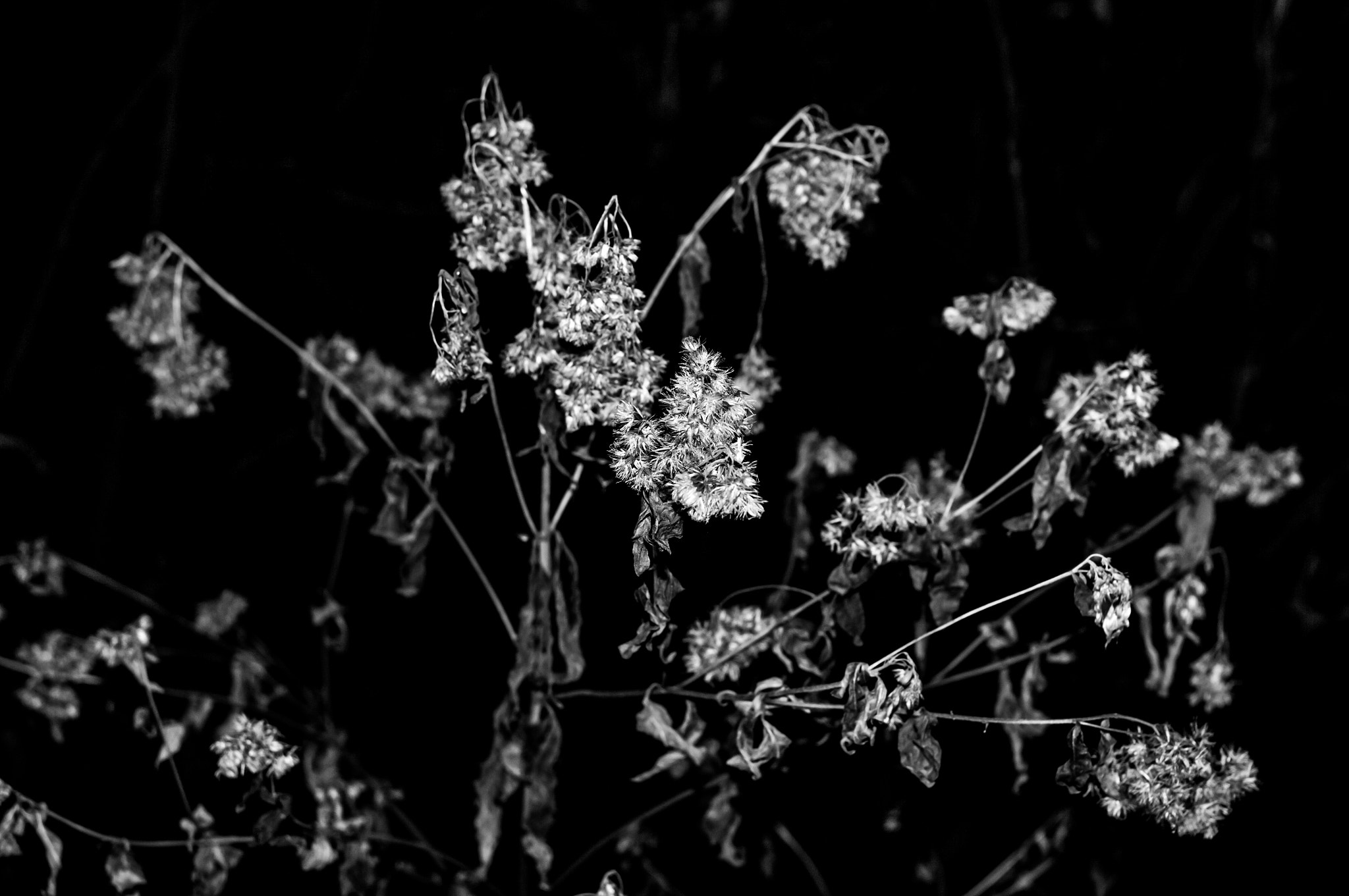 Pentax K20D + Pentax smc DA 35mm F2.4 AL sample photo. Decaying flower photography