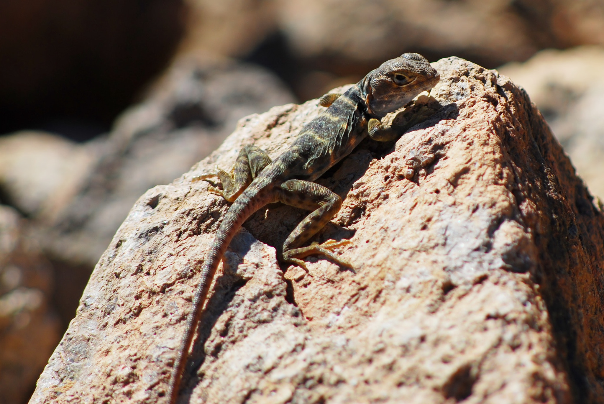 Nikon D80 + AF Nikkor 70-210mm f/4-5.6 sample photo. Resting lizard photography