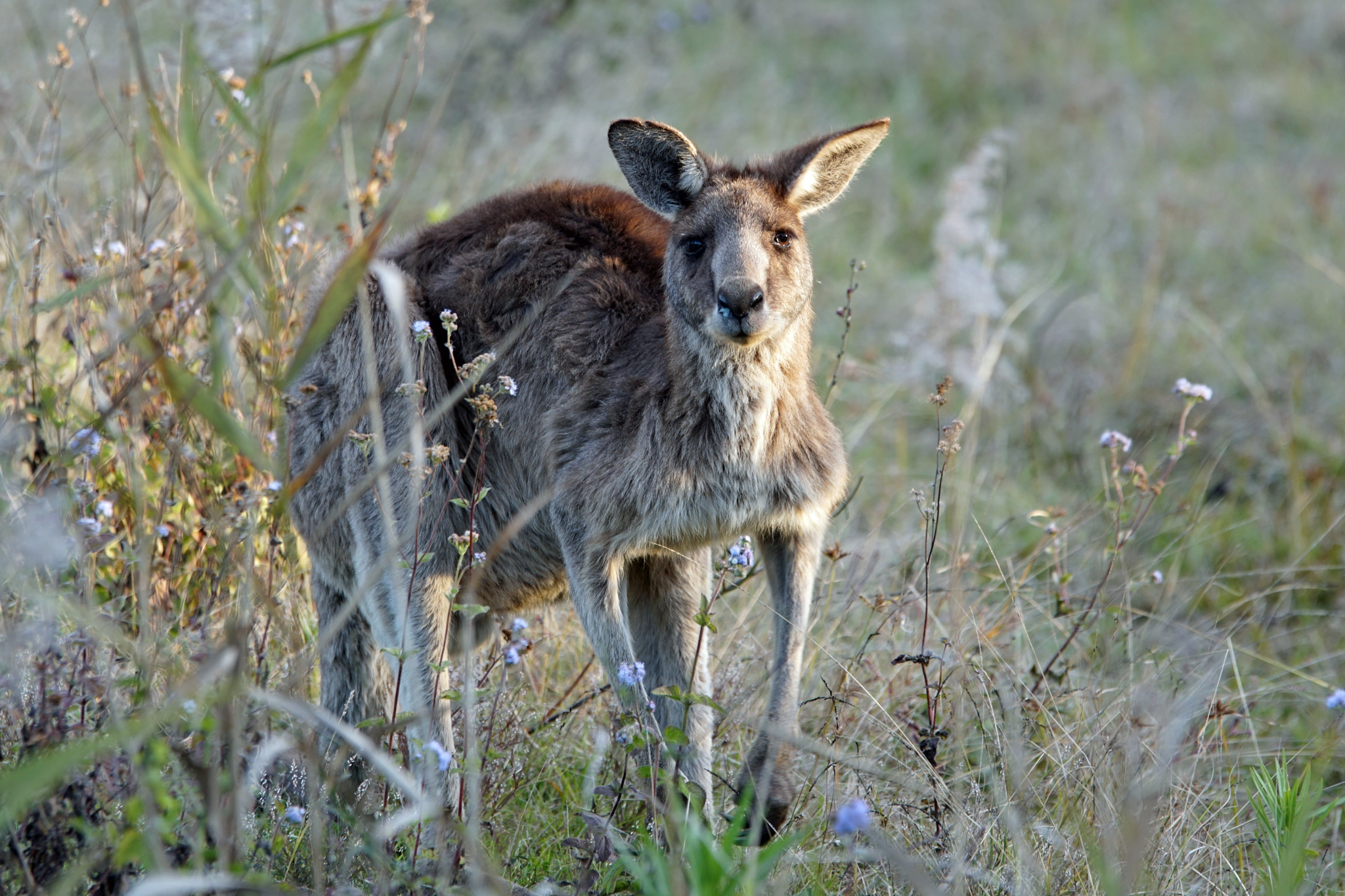 Sony ILCA-77M2 + 70-200mm F2.8 sample photo. Kangaroo photography