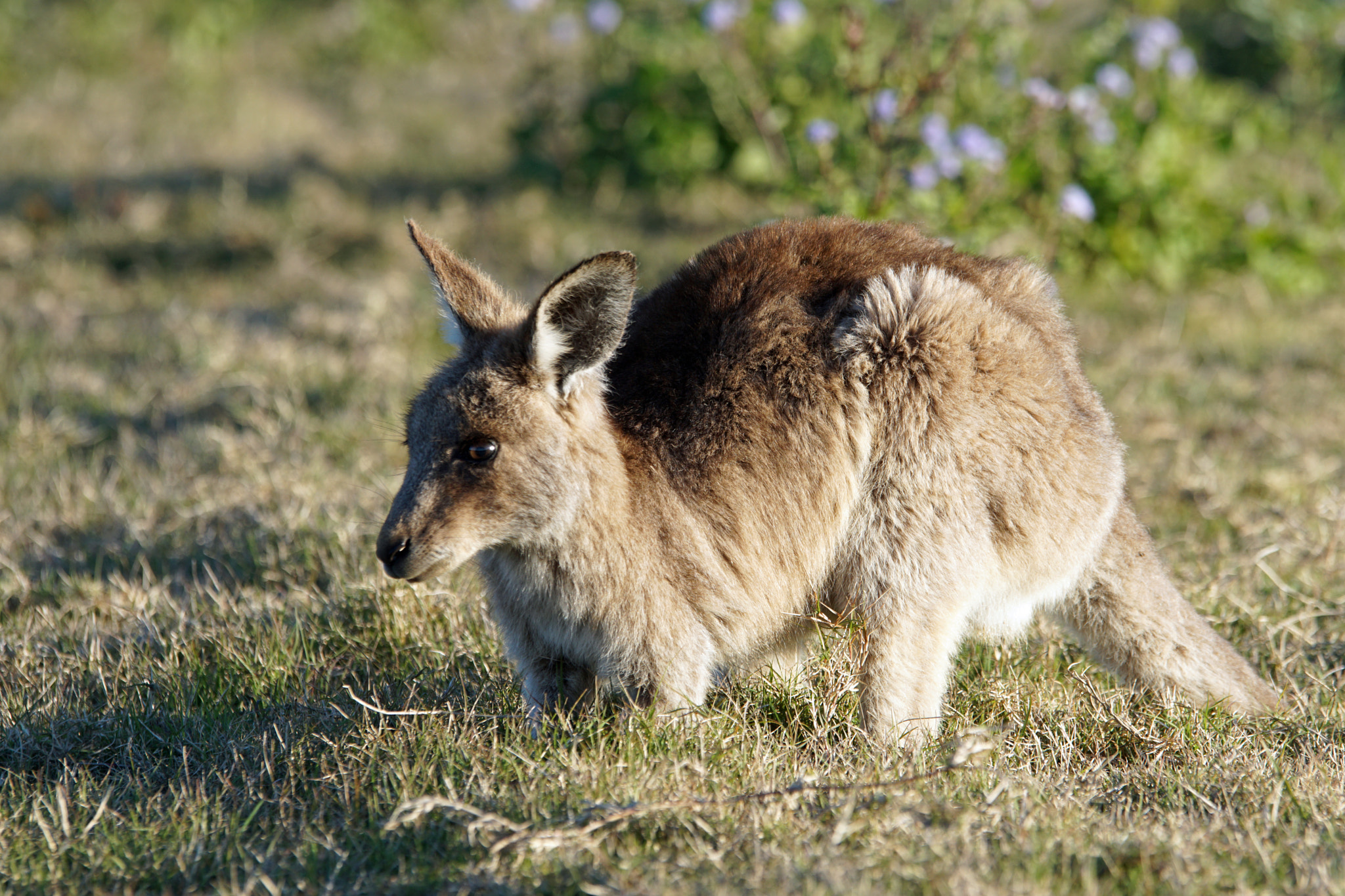 Sony ILCA-77M2 + 70-200mm F2.8 sample photo. Kangaroo photography