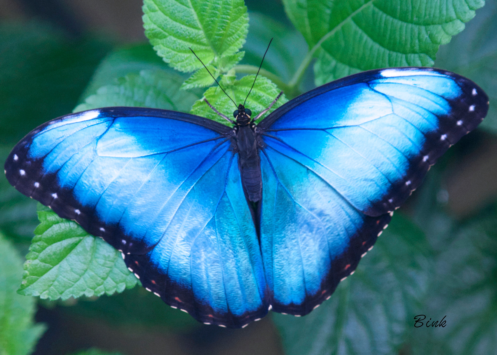Nikon D300 + AF Nikkor 50mm f/1.8 sample photo. Feeling blue photography