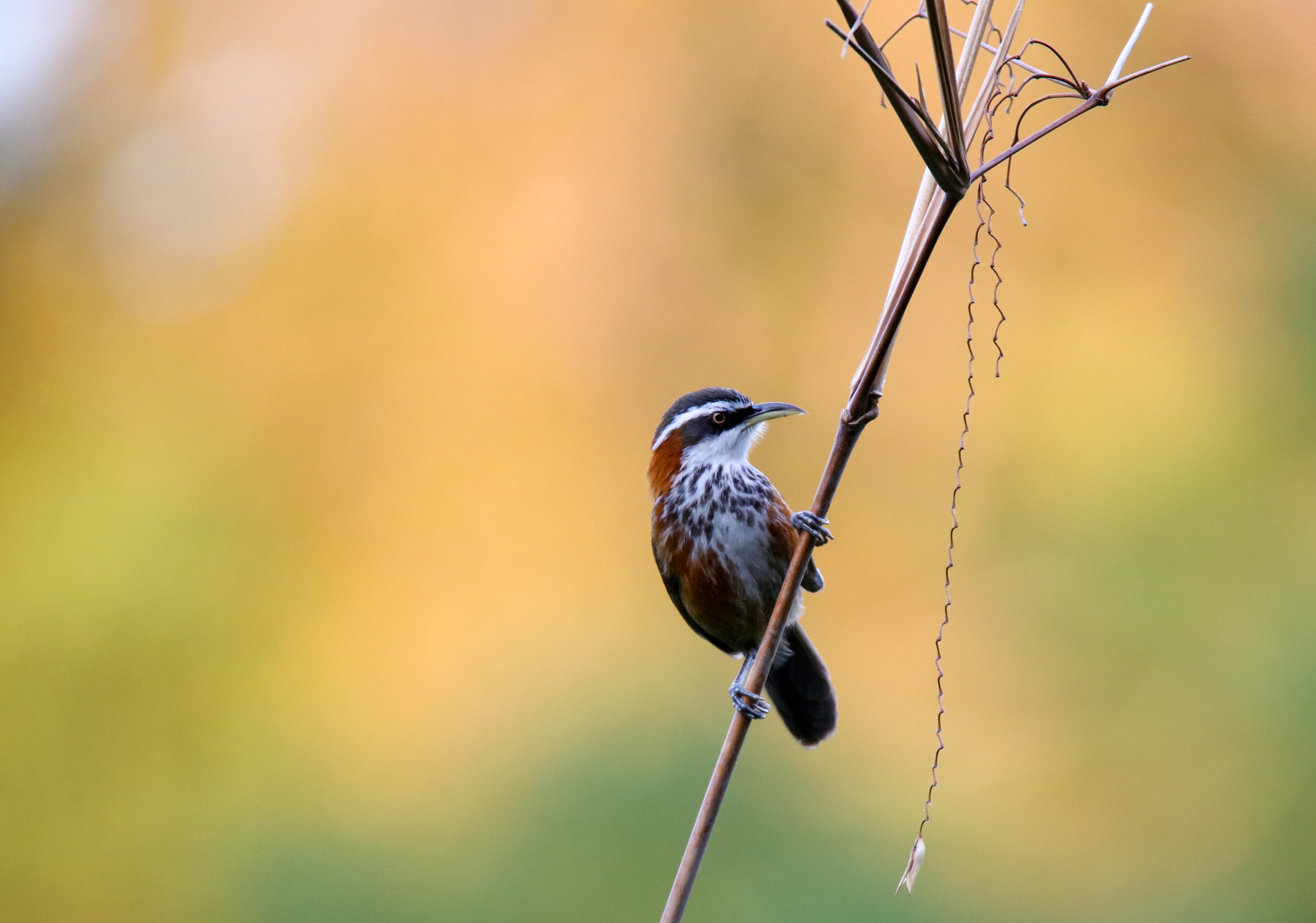 Canon EOS 5DS sample photo. Taiwan scimitar-babbler photography