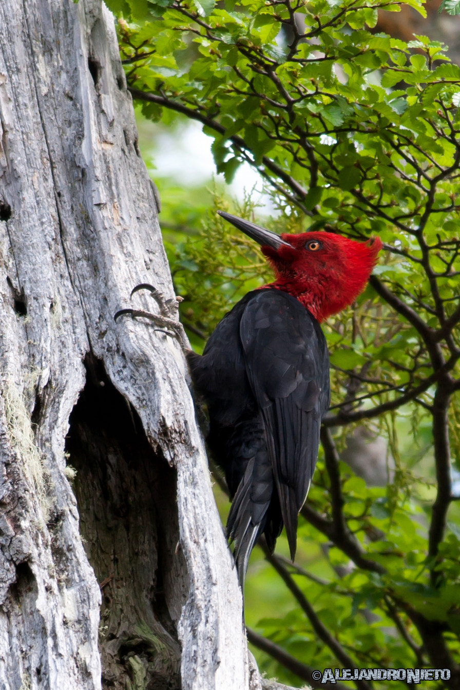 Canon EF 400mm f/2.8L sample photo. Carpintero gigante (campephilus magellanicus) photography