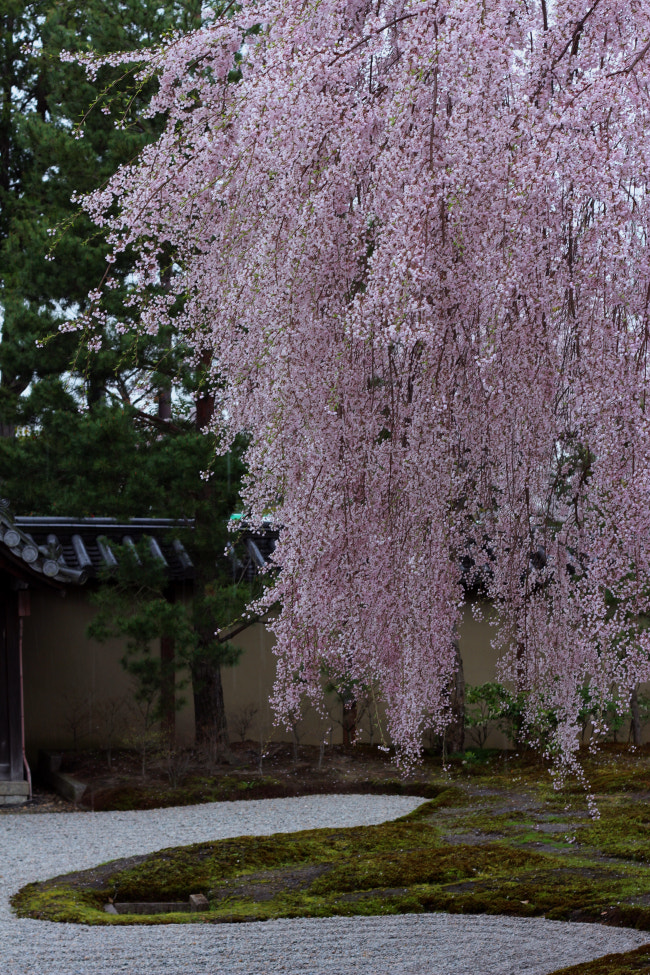 Canon EOS 650D (EOS Rebel T4i / EOS Kiss X6i) + Canon EF 50mm F1.8 II sample photo. Sakura cherryblossom photography